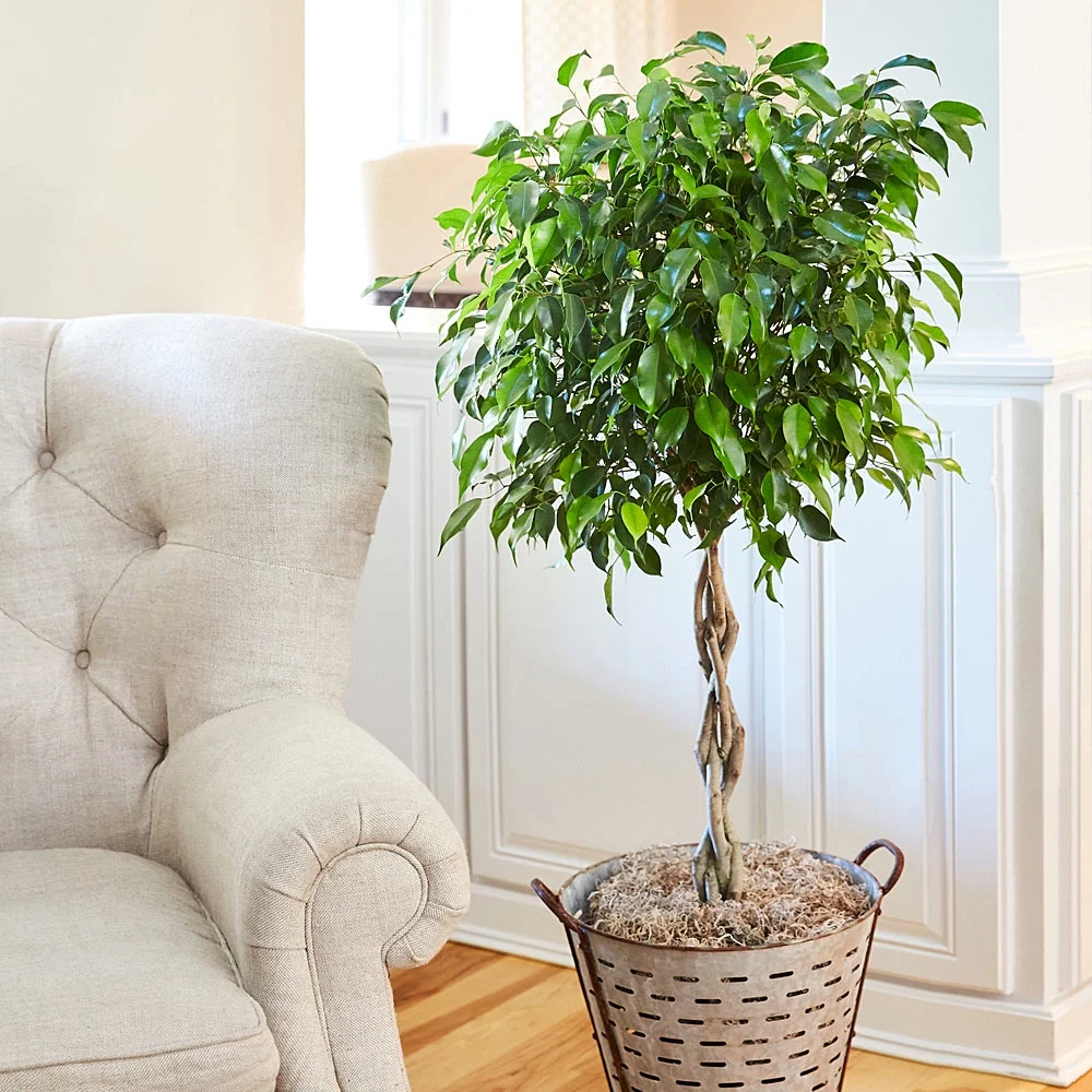 Braided Benjamina Ficus Tree, 3-4 ft. No Shipping to AZ, OR(3-4 ft.) - Image 9