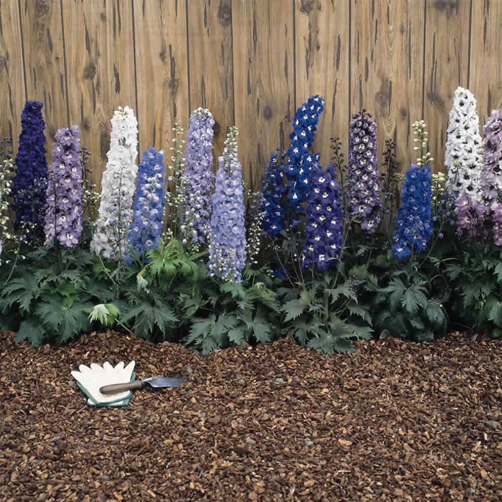 Delphinium Magic Fountain Series Flower Seeds - Multi-Color Mix - 1000 Seeds - Perennial Flower Garden Seeds - Delphinium Elatum