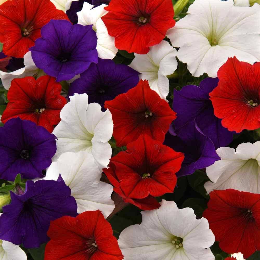 Easy Wave Spreading Petunia The Flag Flower Seed Mix - 30 Seeds, Red