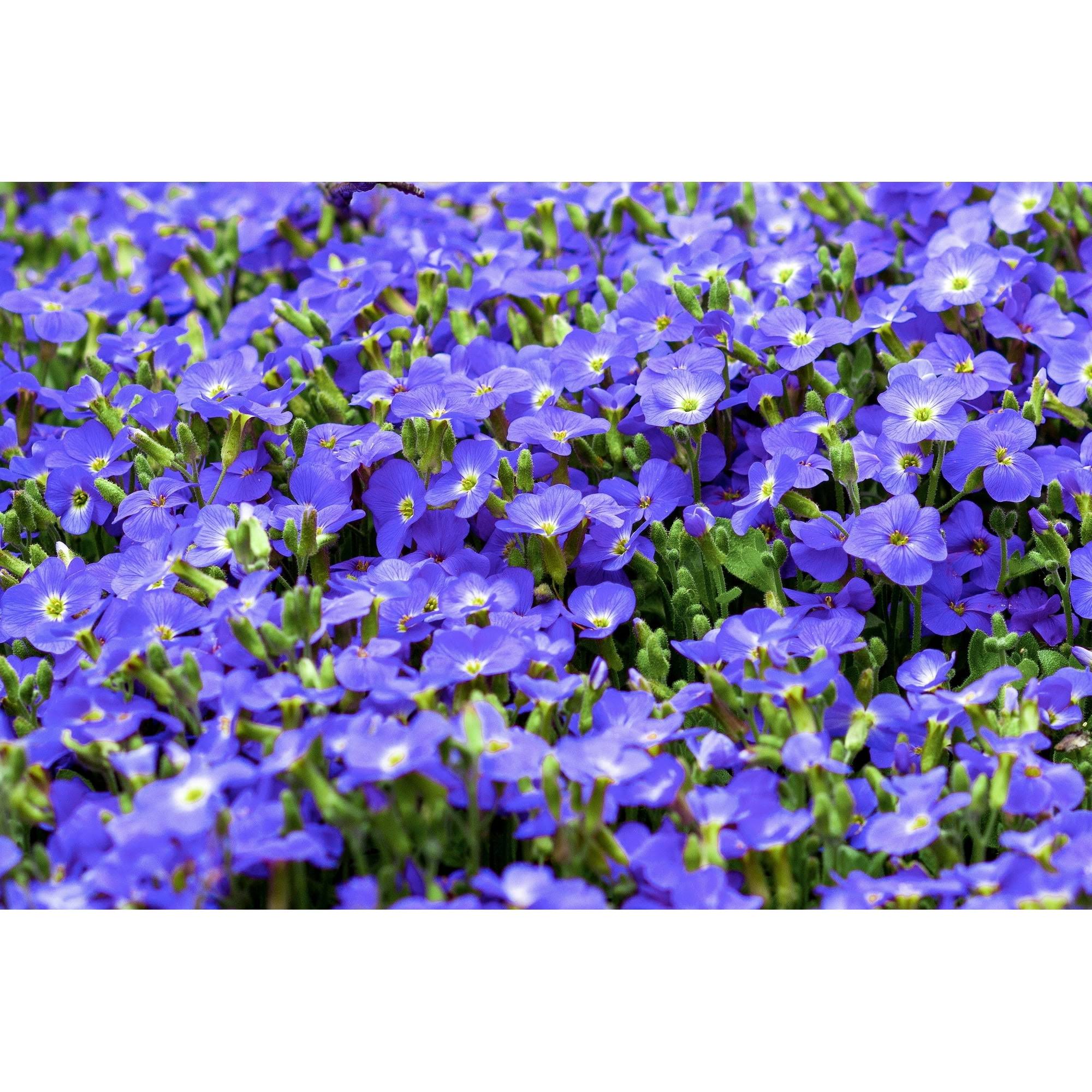 50 Creeping Blue Speedwell Veronica Repens Groundcover Flower Seeds