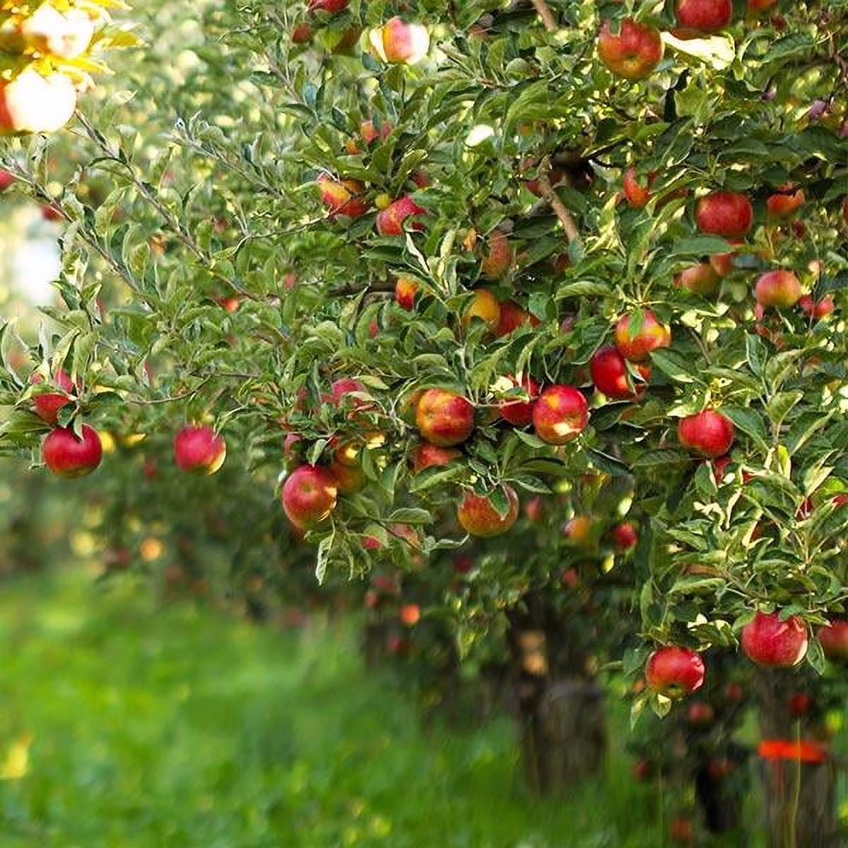 Dwarf Gala Apple Live Tree(4-5ft) - Image 2
