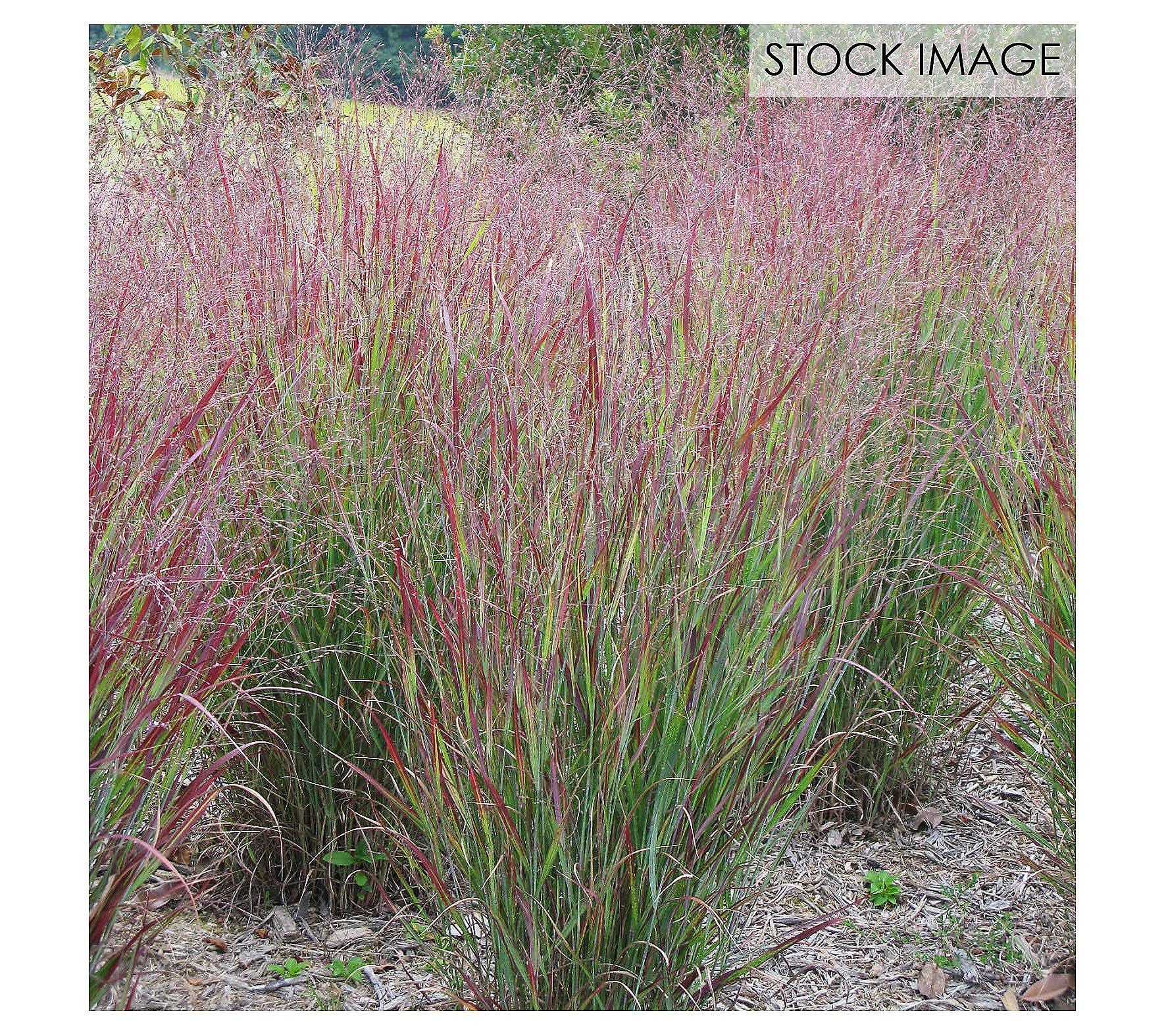 Van Zyverden Ornamental Grass Red Switch Grass One 3.25 in. Dormant Potted Plant, 84590