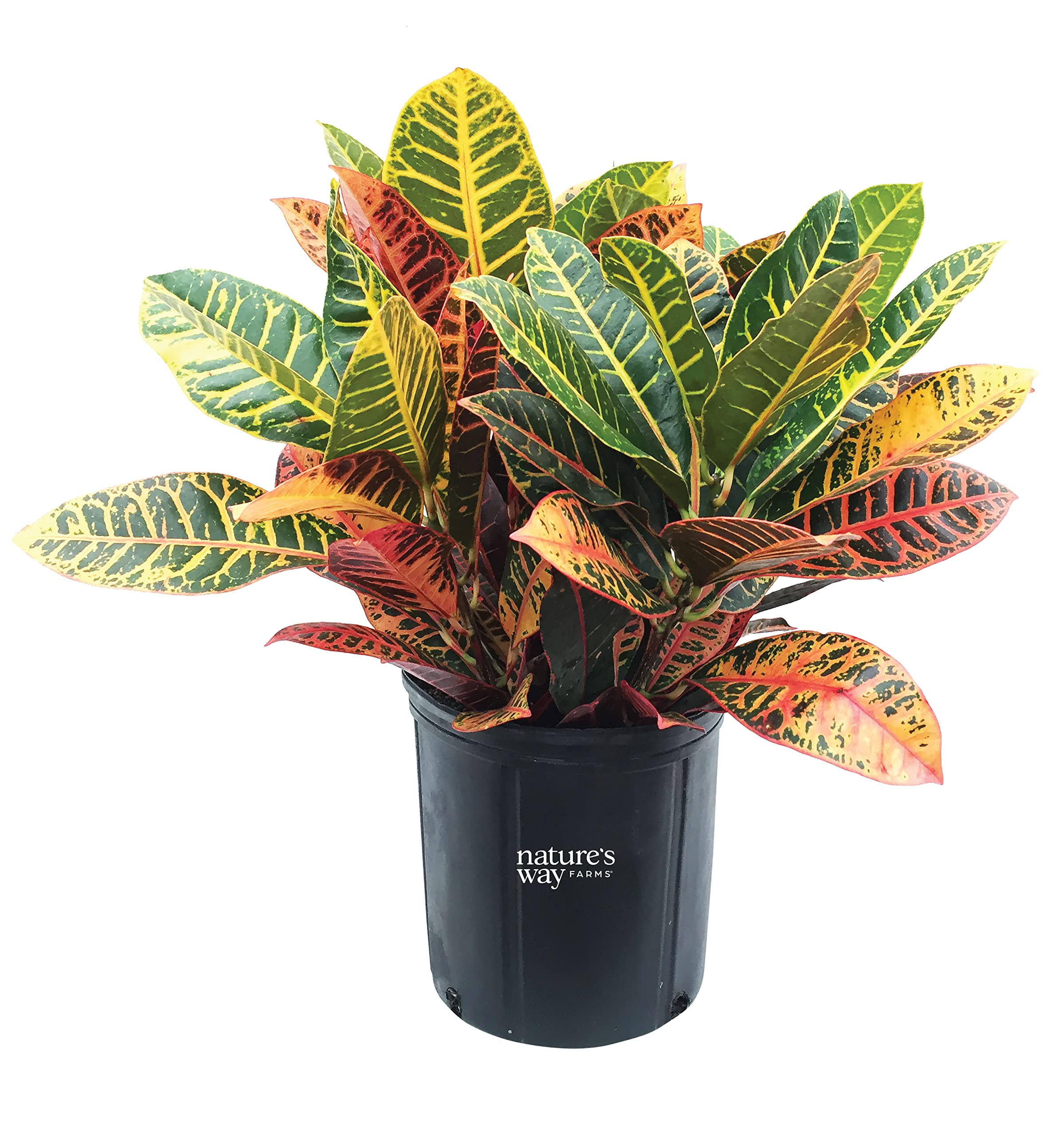 Lowe's Petra Croton in 2-Gallon (S) Pot | Nursery