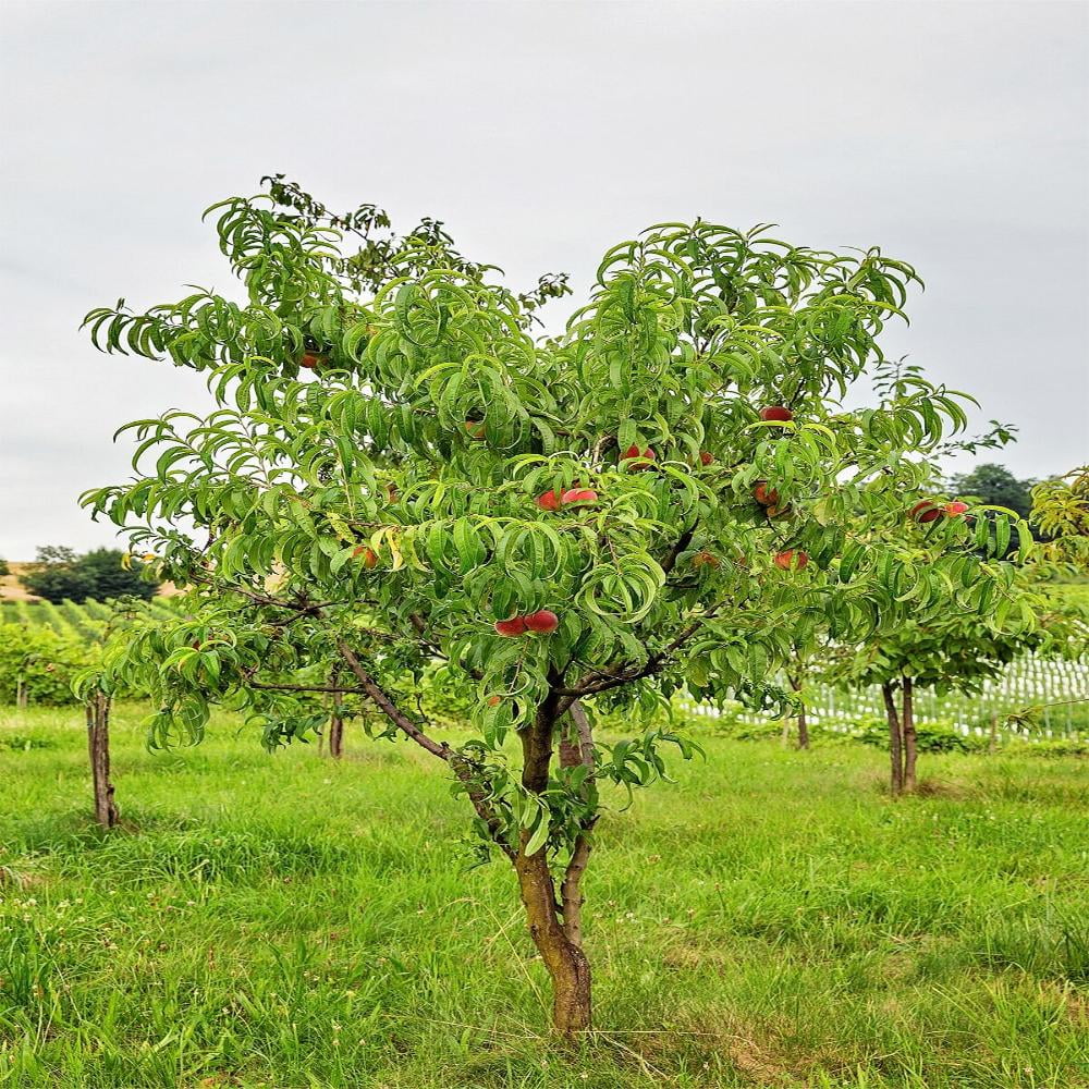 Expert Gardener 3-4 ft. tall Big Red Peach Live Tree in 7-Gallon Grower Pot