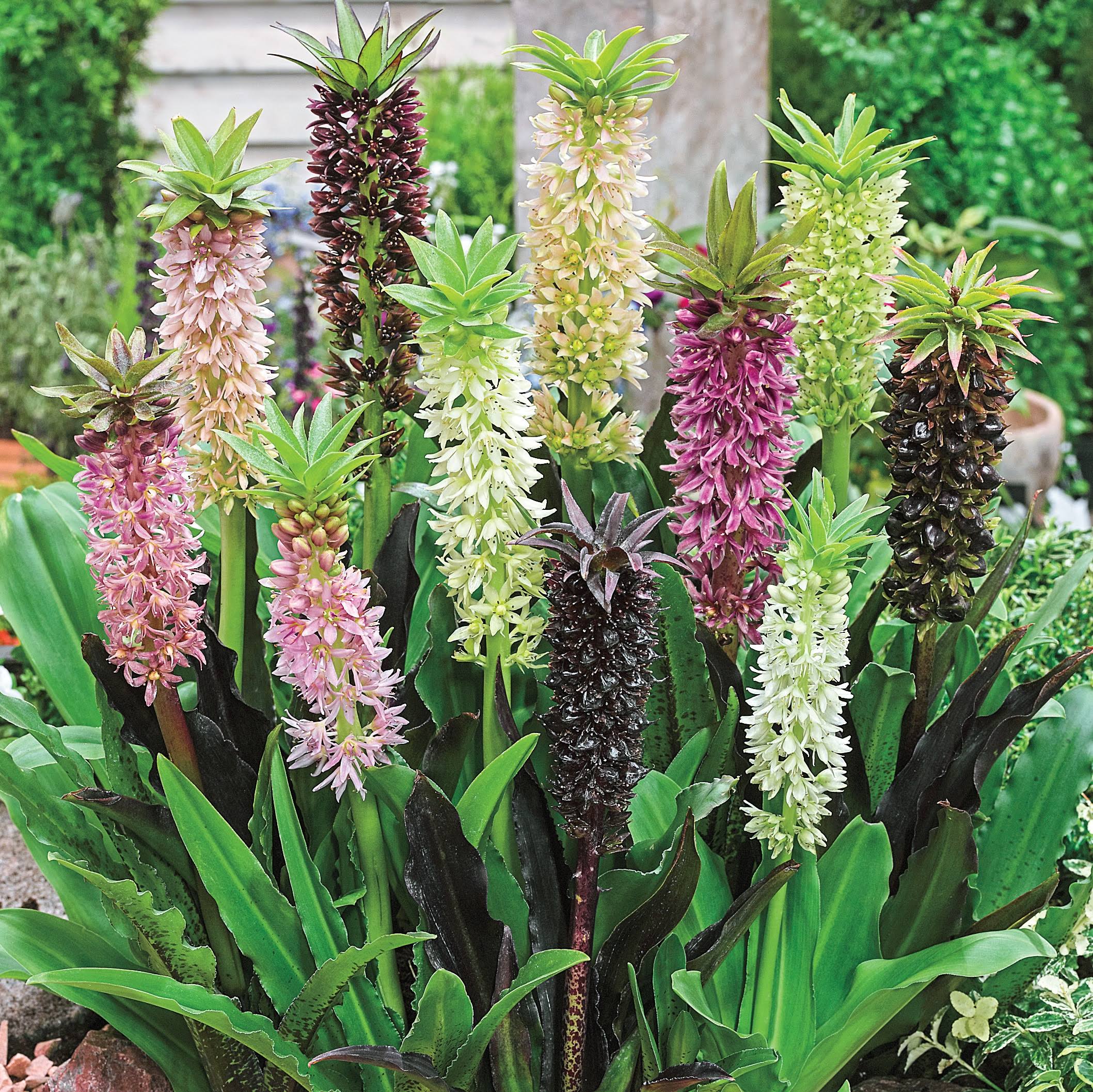 Breck's Pineapple Lily Blend Bulbs Bagged 3-Pack | 05005