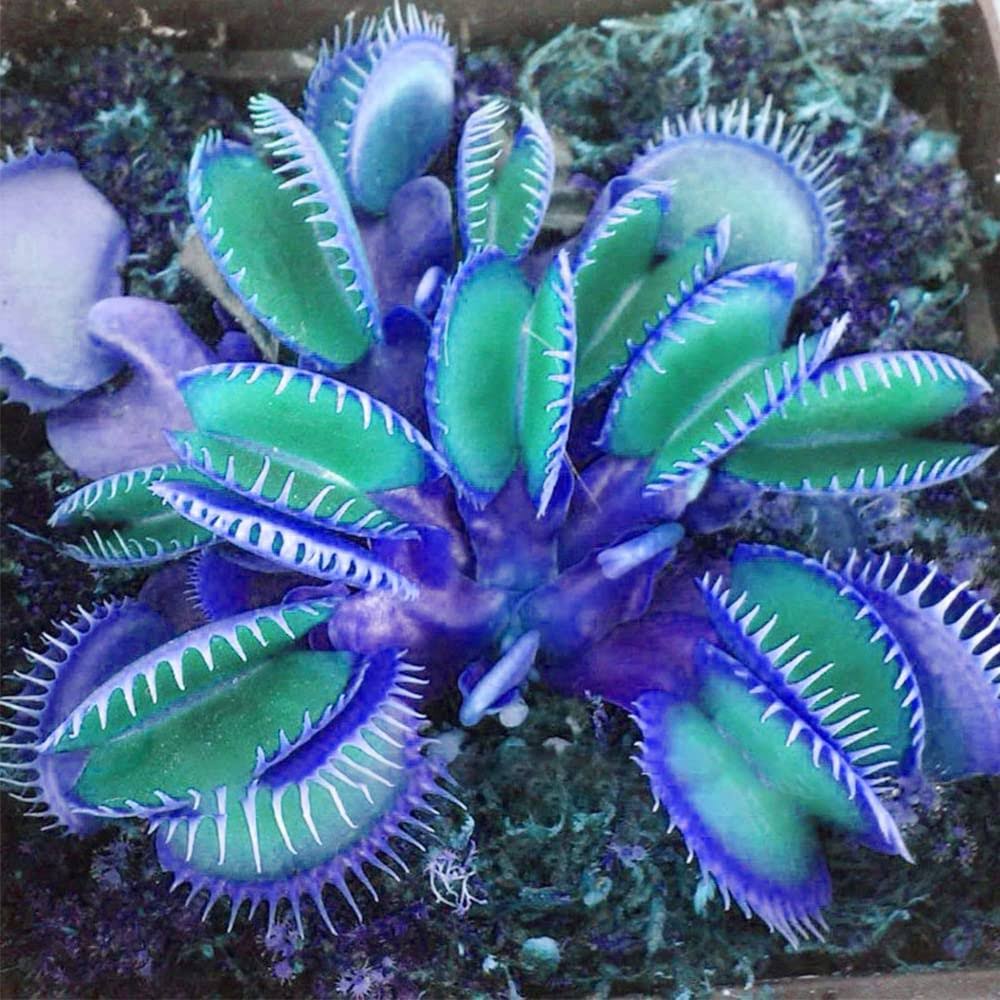 QAUZUY Garden 20 Blue Clip Venus Flytrap Plant Seeds Rare Tropical Exotic Plant Very Hardy Heat Tolerance Perennial House Plant Easy to Grow