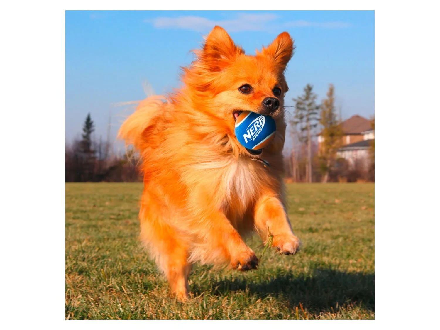 Nerf Dog Lanceur ou Balles de tennis