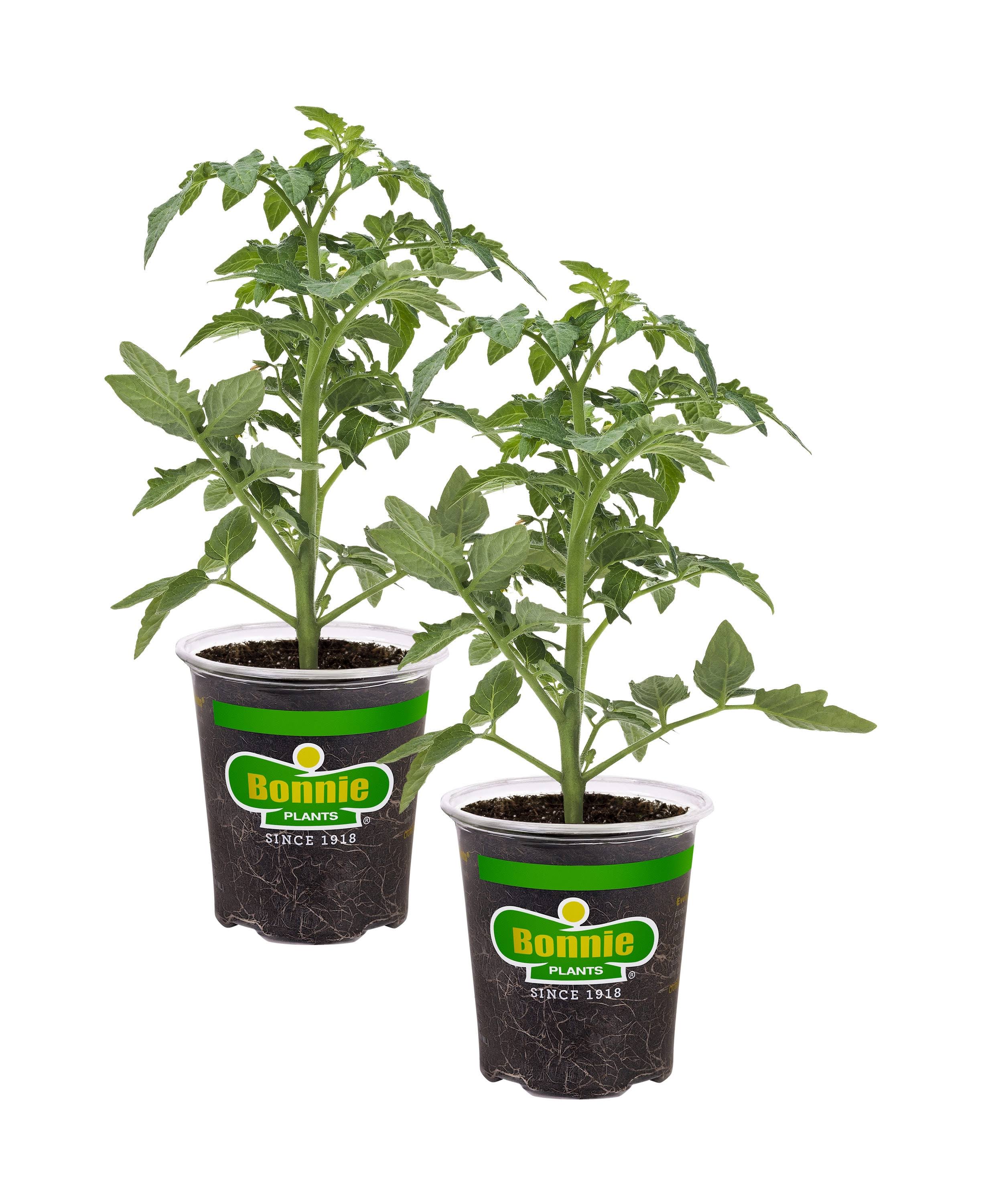 Bonnie Plants Big Beef Tomato 19.3 oz. 2-Pack