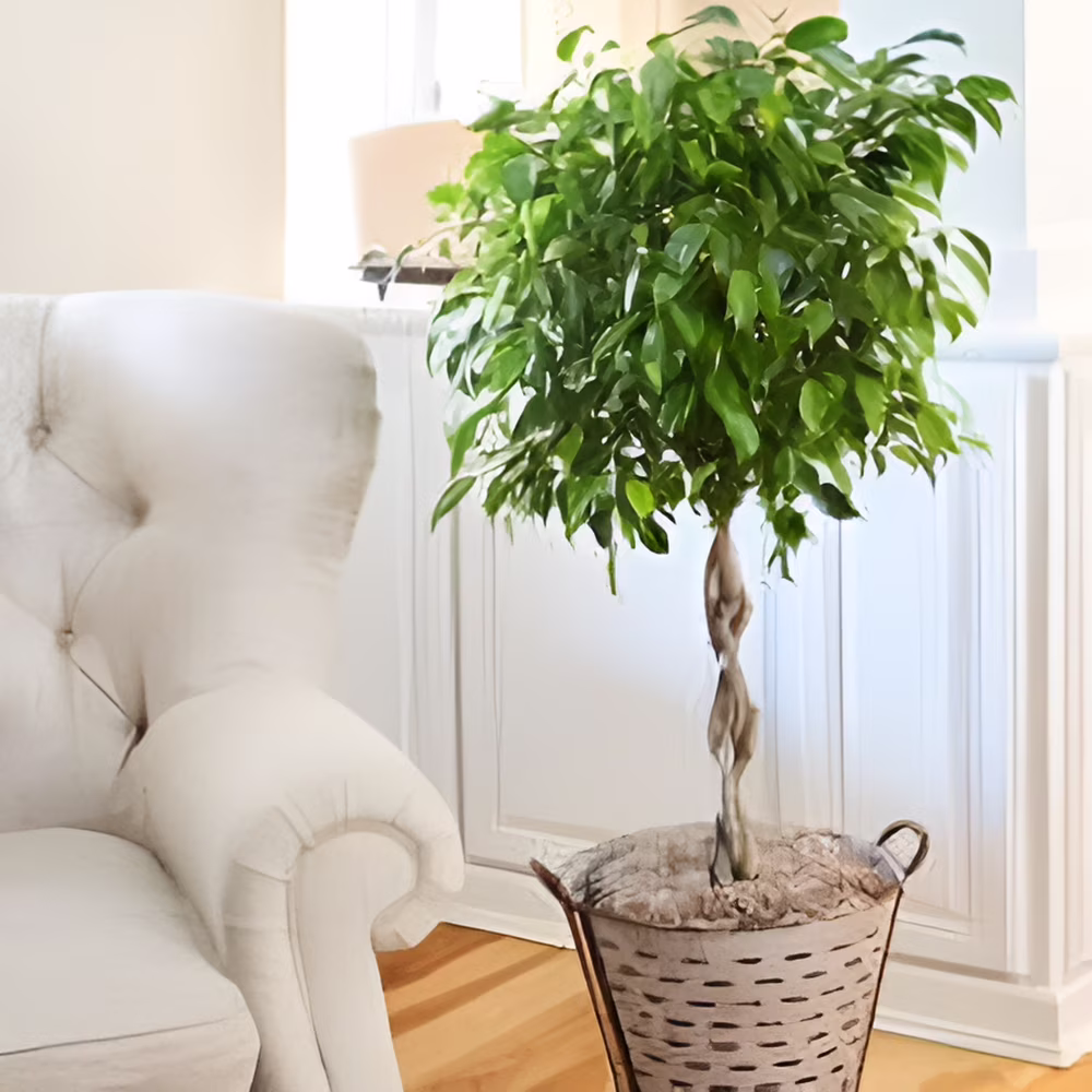 Braided Benjamina Ficus Tree, 3-4 ft. No Shipping to AZ, OR(3-4 ft.)