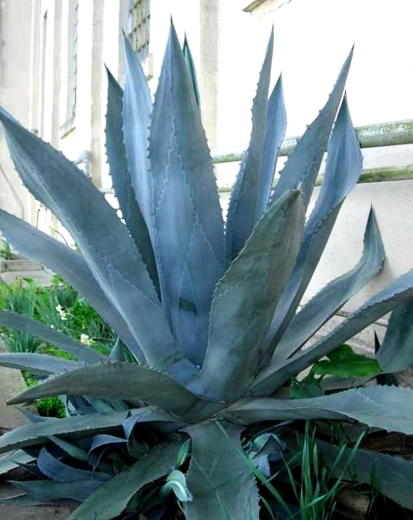 Miniature Bonsai Agave Americana - Blue Agave - 2 Plants in Big Size