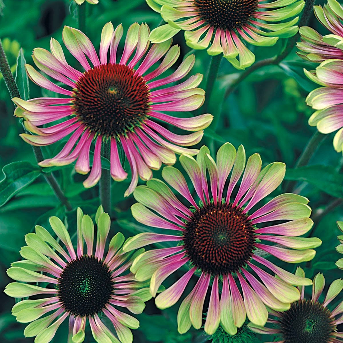 Green Twister Coneflower (Echinacea), Dormant Bare Root Starter Perennial Plants (3-Pack)