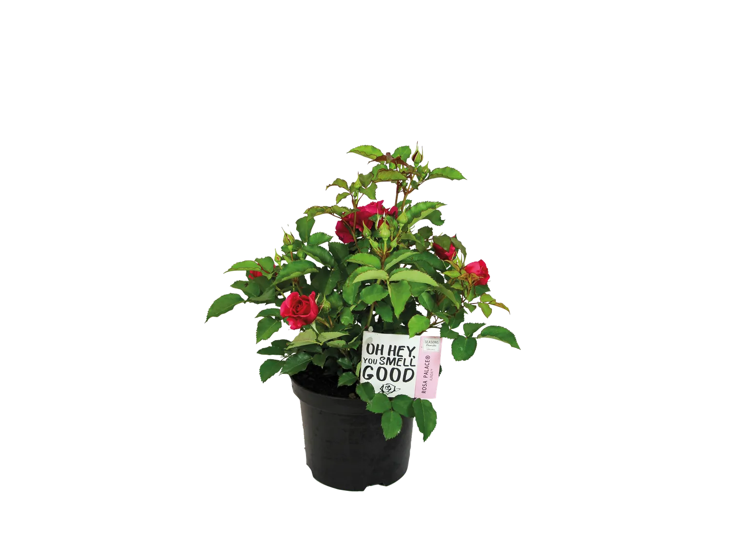 Rosier de jardin ou Lavande