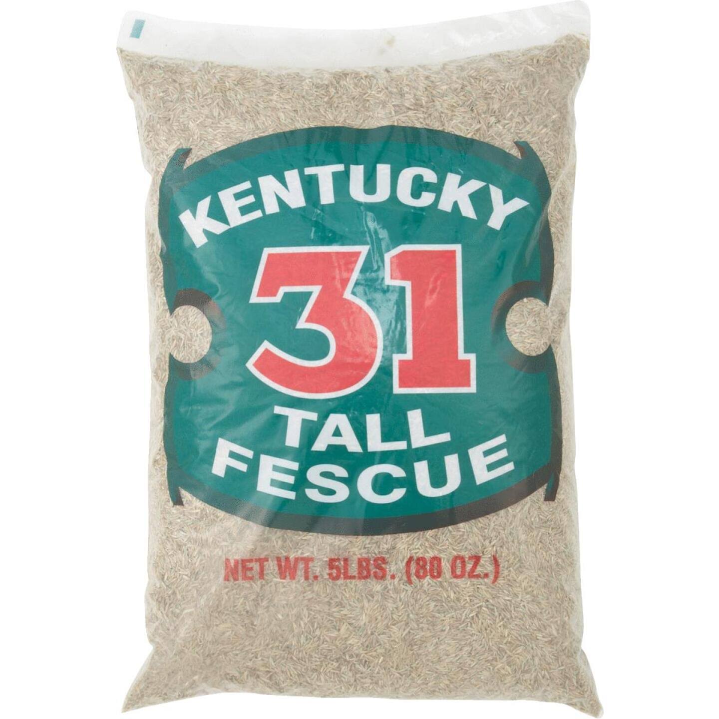 Barenbrug 16205 Kentucky-31 Tall Fescue Grass Seed, 5 lbs