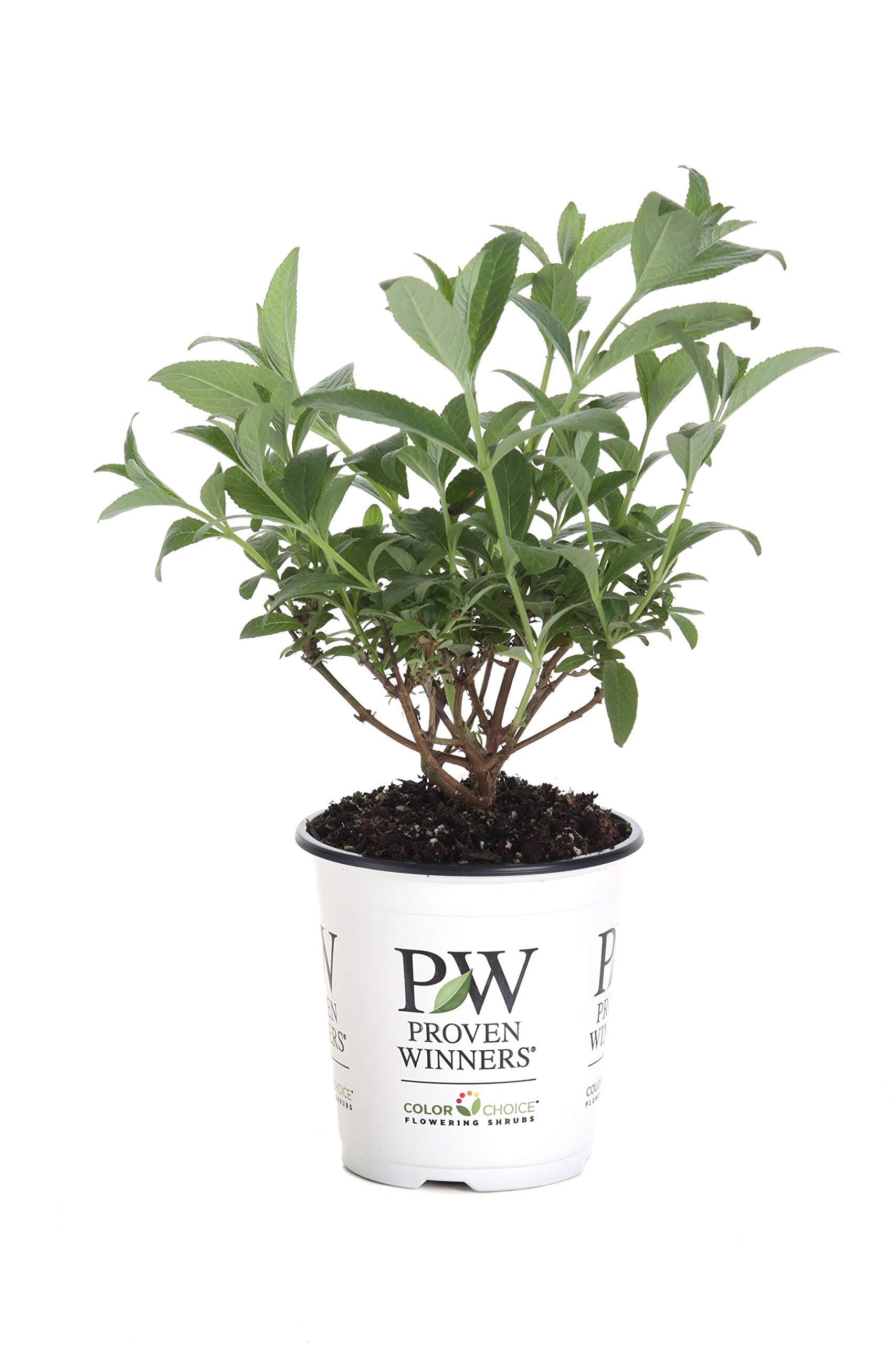 Proven Winners Miss Molly Butterfly Bush (Buddleia) Live Shrub, Deep Pink Flowers, 4.5 in. Quart