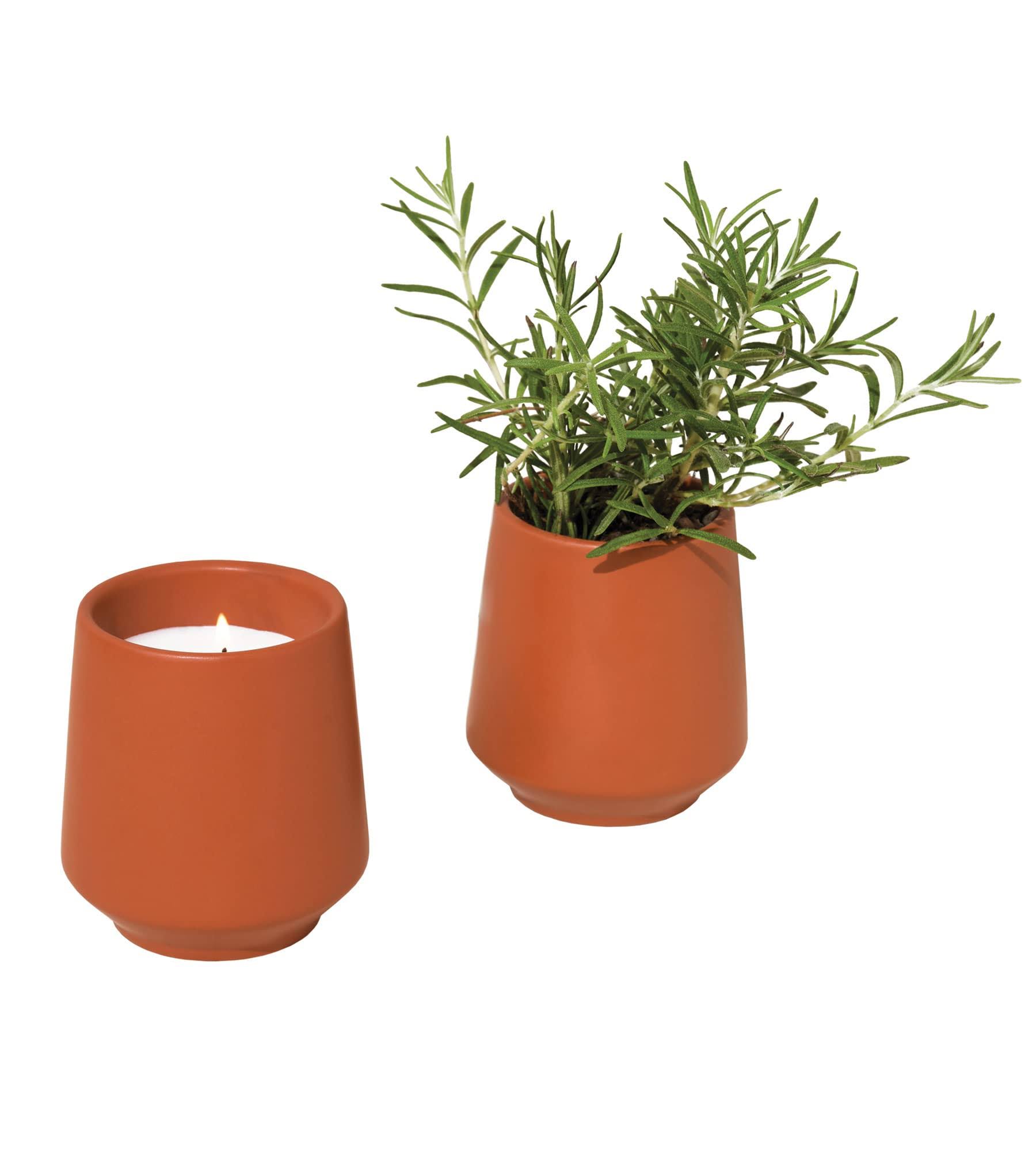 Modern Sprout Rosemary Rooted Candle