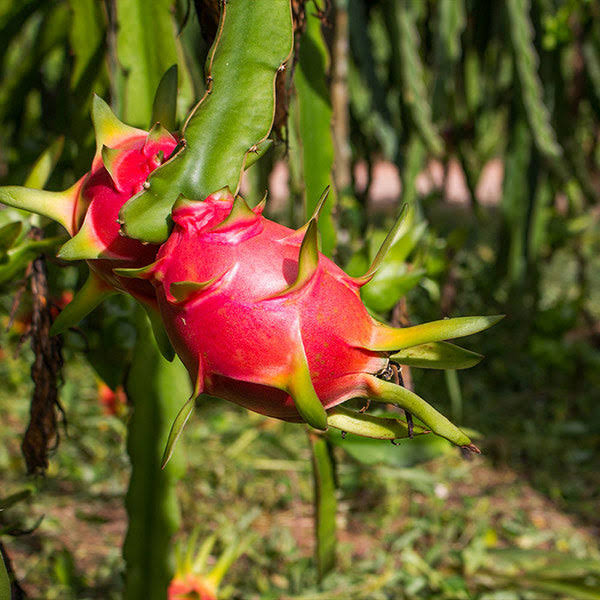 6 inch pot - Dragon Fruit Cactus - The Most Unique-Looking Fruit You Can Grow, Outdoor Plant