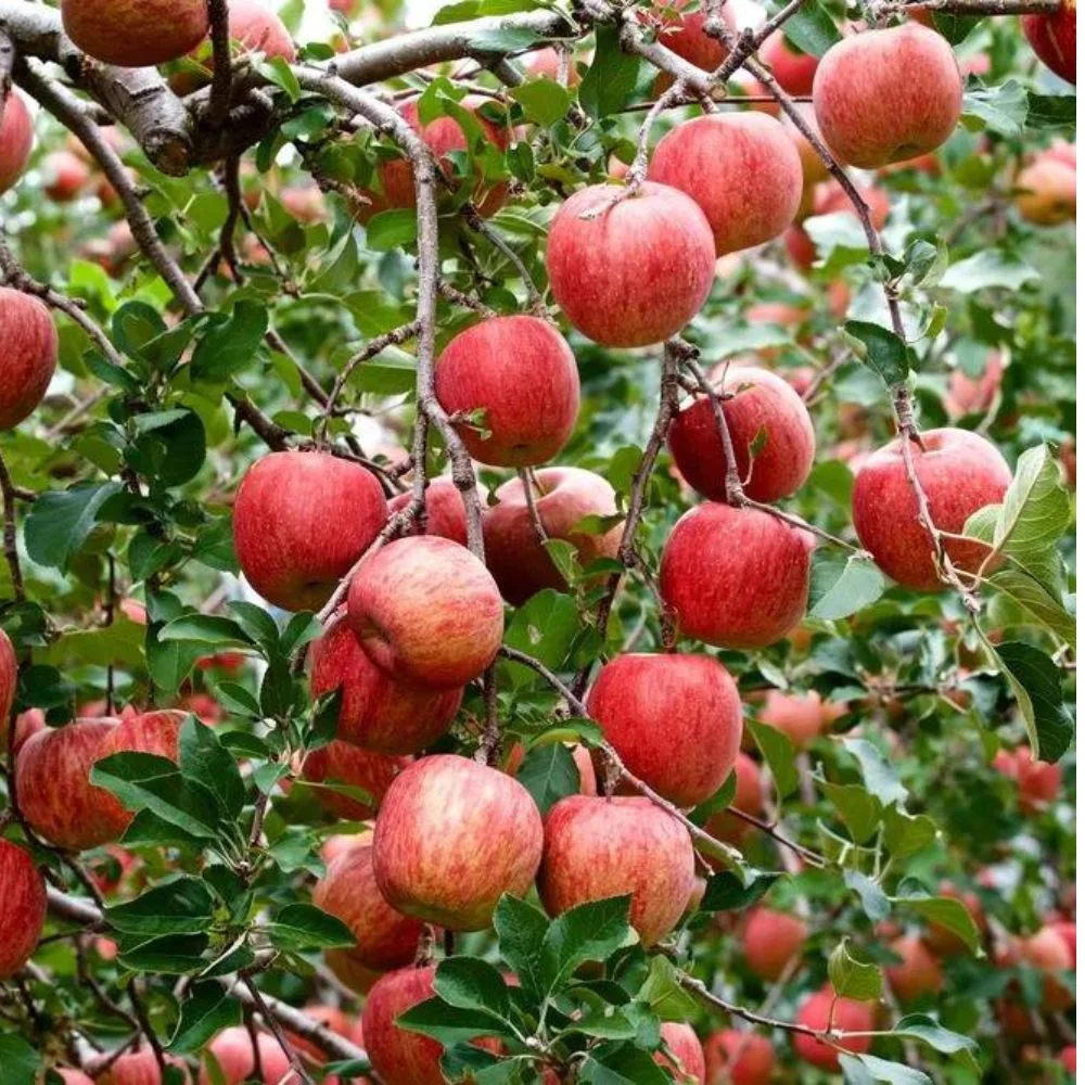 Expert Gardener 3 - 4 Ft. Tall Melrosé Apple Live Tree in 7 - Gallon Grower Pot