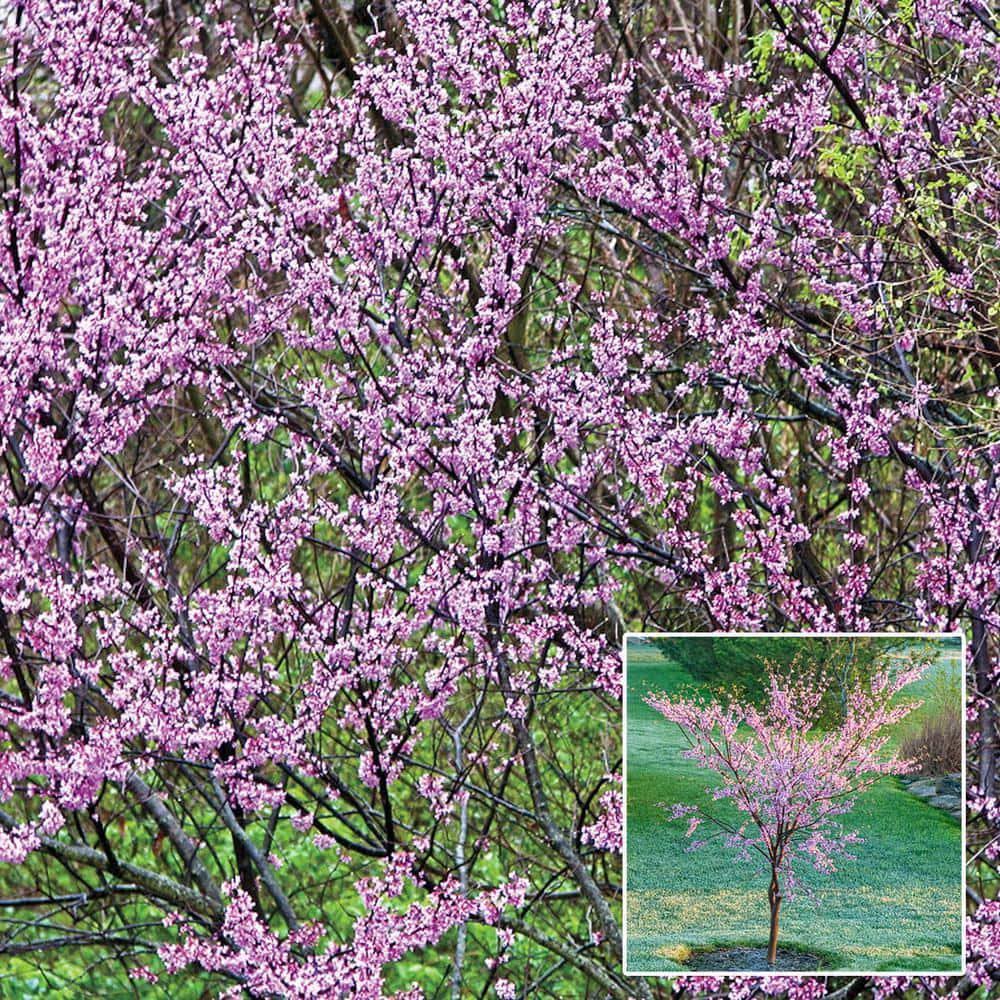 Redbud Dormant Starter Bare Root Flowering Tree, 1-Pack