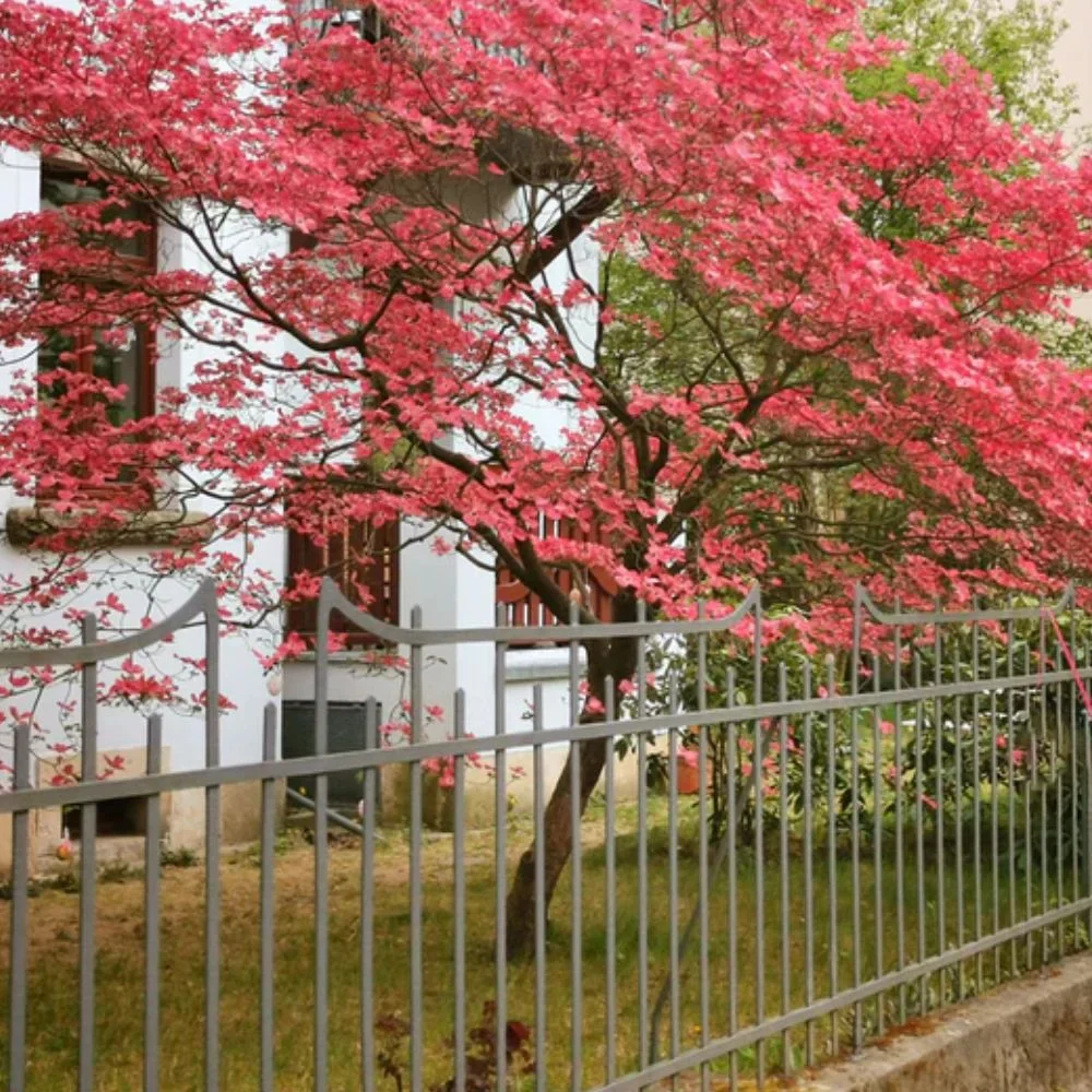 Expert Gardener 3-4 ft. tall Cherokee Chief Dogwood Live Tree in 7-Gallon Grower Pot