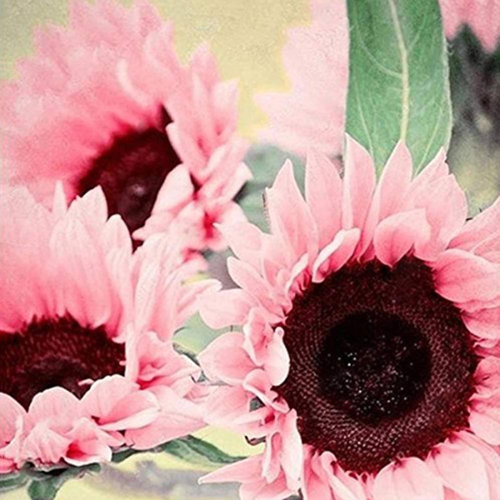 Iris Tectorum Rose Sunflower Cobaea Scandens Seed, 15pcs Pink Sunflower Seeds Bonsai Plant Office Home Garden Yard Floral Decor - Pink Sunflower
