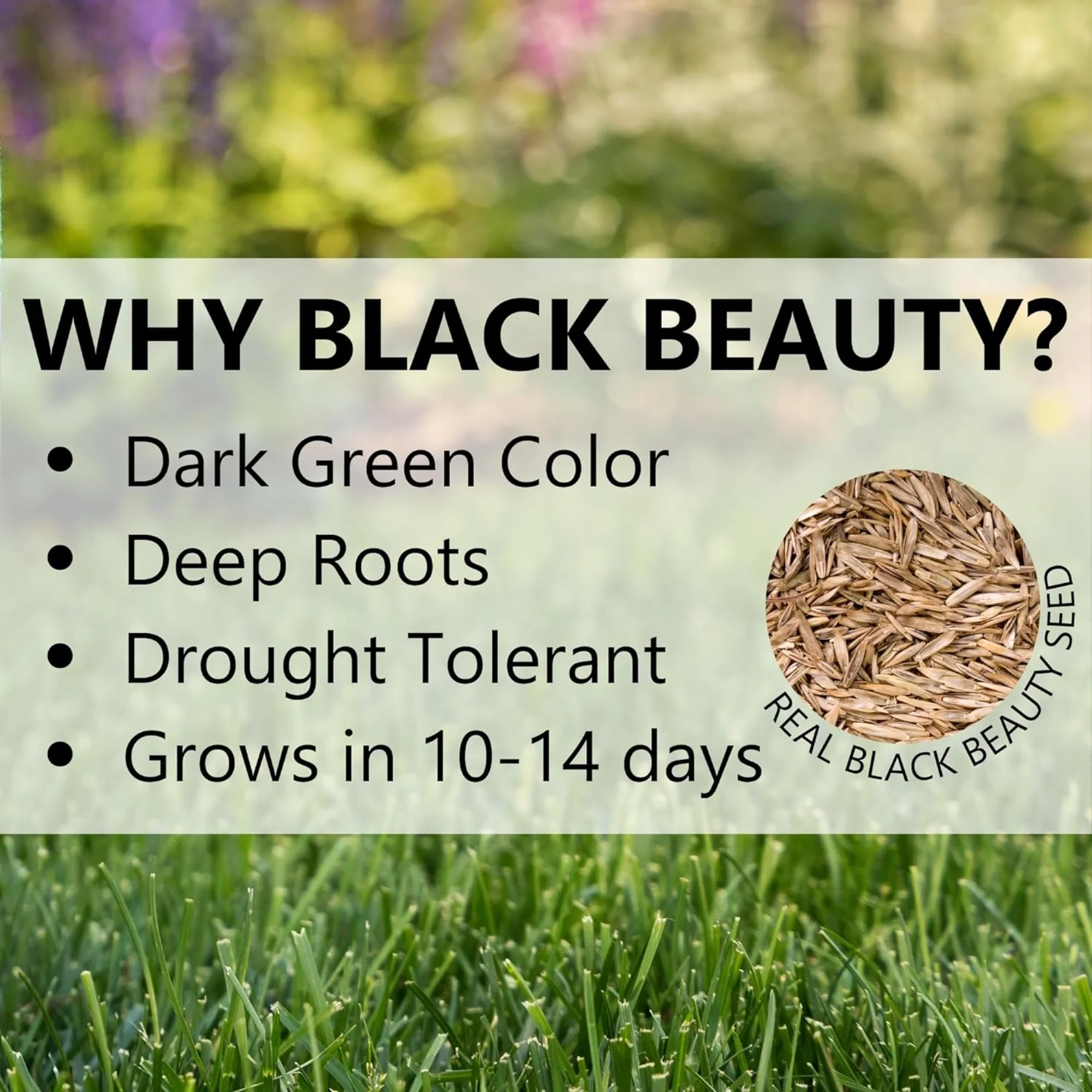 Black Beauty Ultra Tall Fescue Grass Seed, 50 lb Dark Green Turf - Image 4