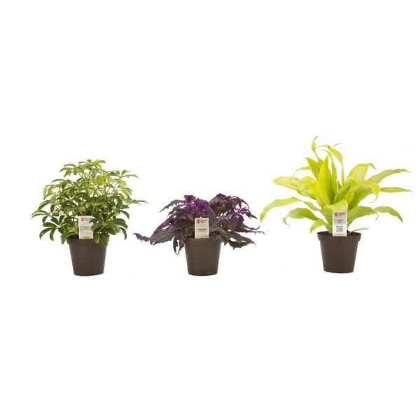 Exotic Angel Assorted Plants 3.8 in