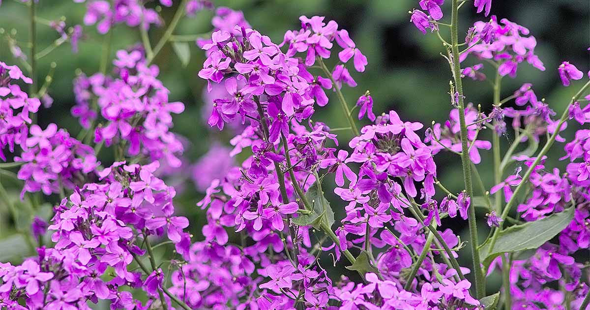 Dame's Rocket Flower Seeds,1000 Heirloom Flower Seeds per Packet, Non GMO Seeds