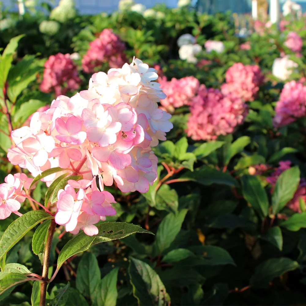 Vanilla Strawberry Hydrangea Tree, 4-5 ft. No Shipping to AZ(4-5 ft.) - Image 3
