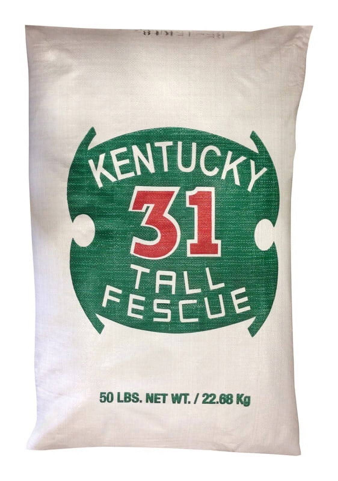 Barenbrug 491145 50 lbs. Kentucky 31 Tall Fescue Grass Seed