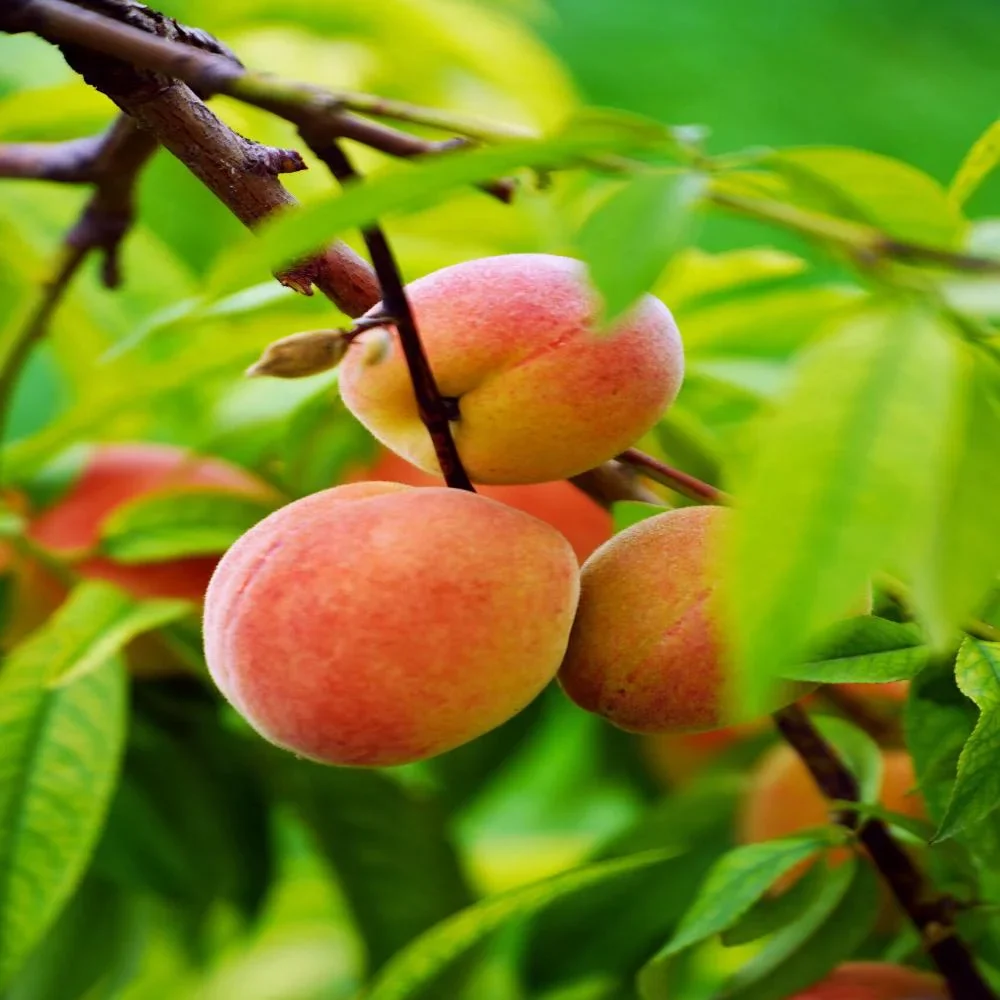 Expert Gardener 3-4 ft. tall Big Red Peach Live Tree in 7-Gallon Grower Pot