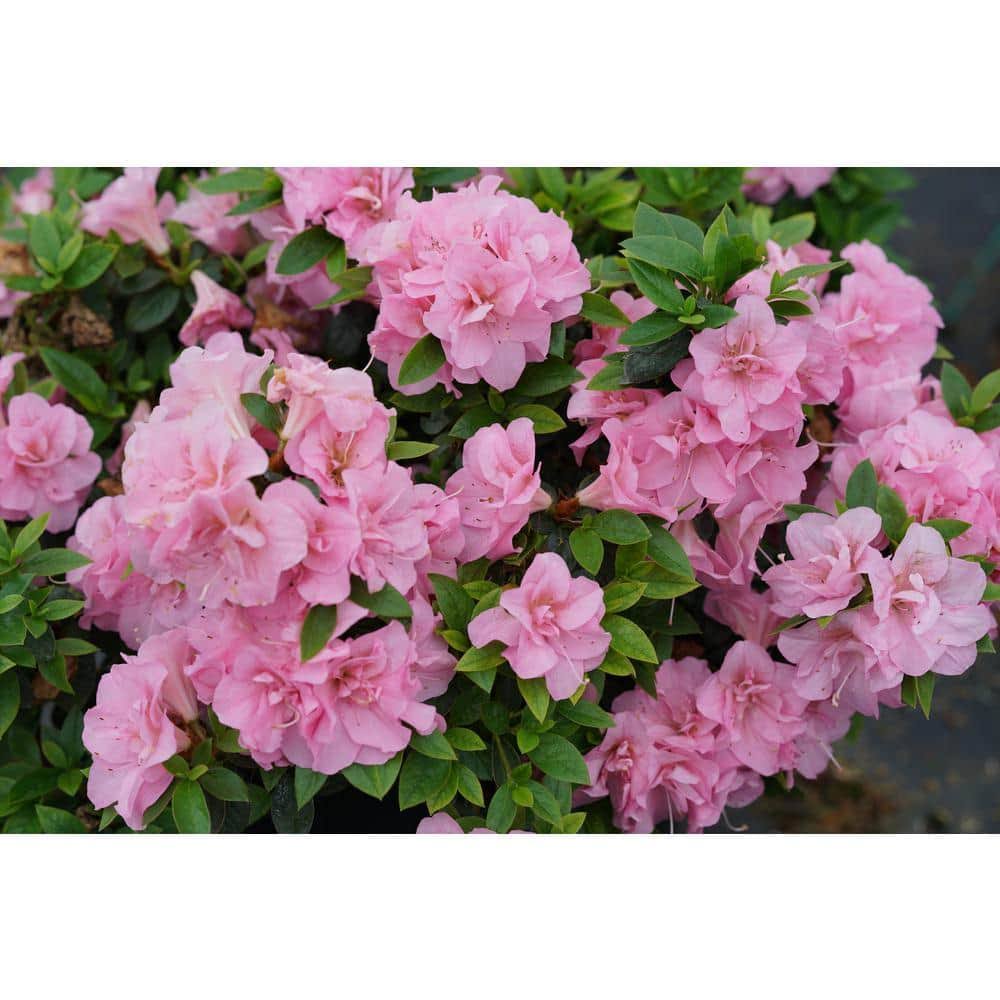 Proven Winners RHOPRC3037800 Perfecto Mundo Double Reblooming Azalea Live Plant, 4.5 in. Quart, Pink Flowers