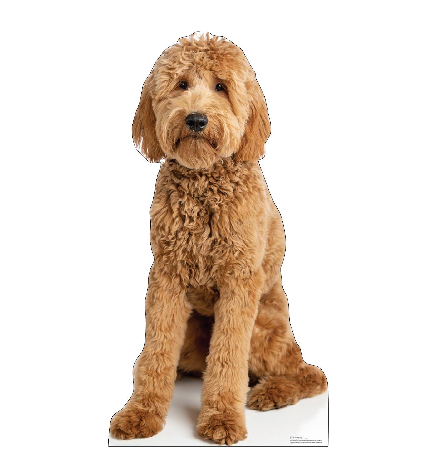 Advanced Graphics 48 x 25 in. Goldendoodle Life-Size Cardboard Cutout