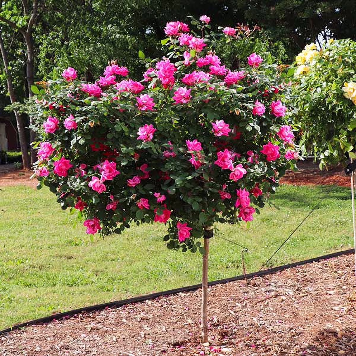 Pink Knock Out Rose Tree, 3-4 ft. No Shipping To AZ(3-4 ft.)