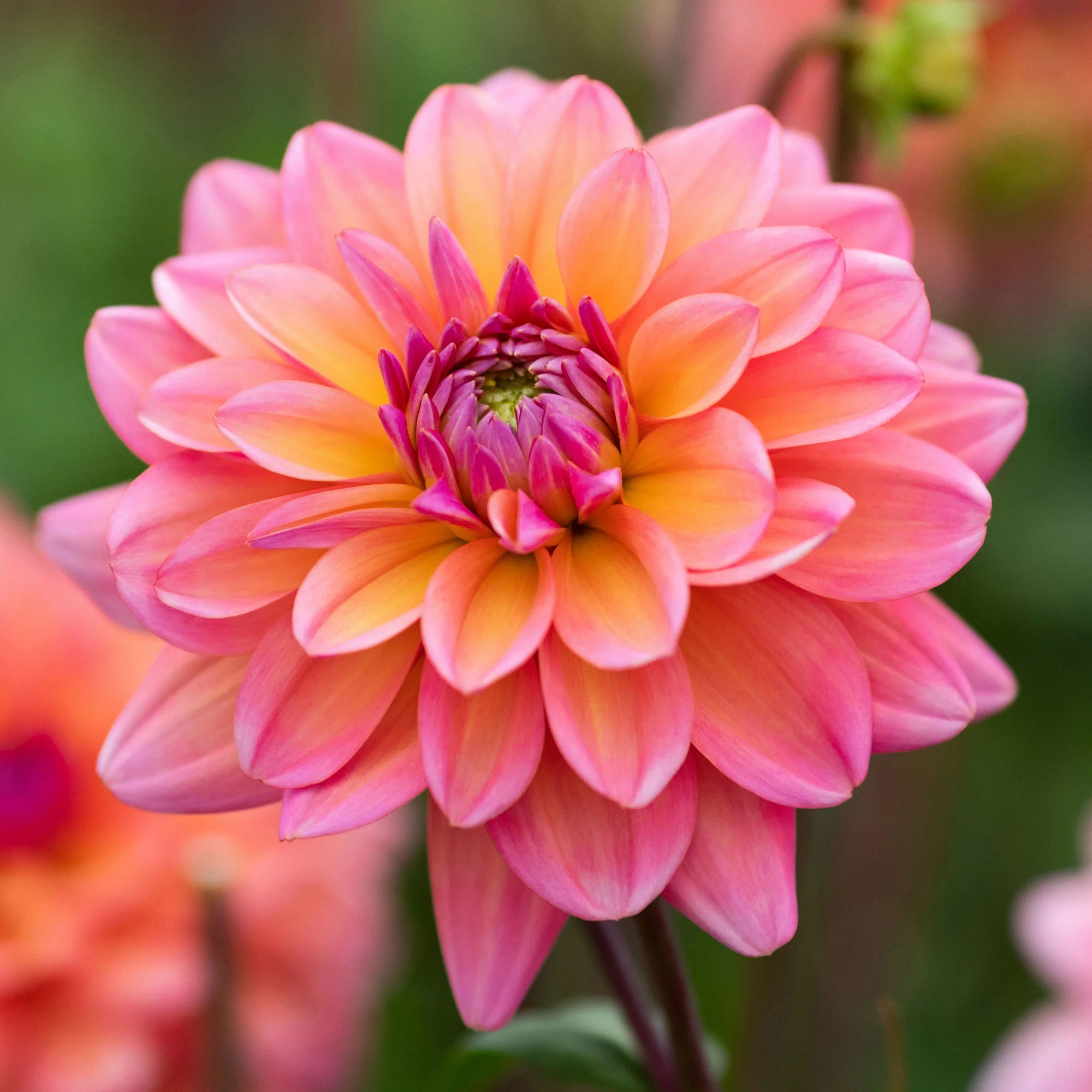 Longfield Gardens Dahlia Collections Assorted Colors, 12-count
