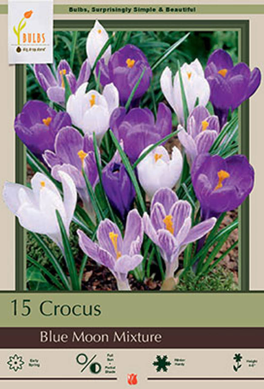 Blue Moon Mix Crocus 20 Bulbs - Blues and Purples - 8/9cm