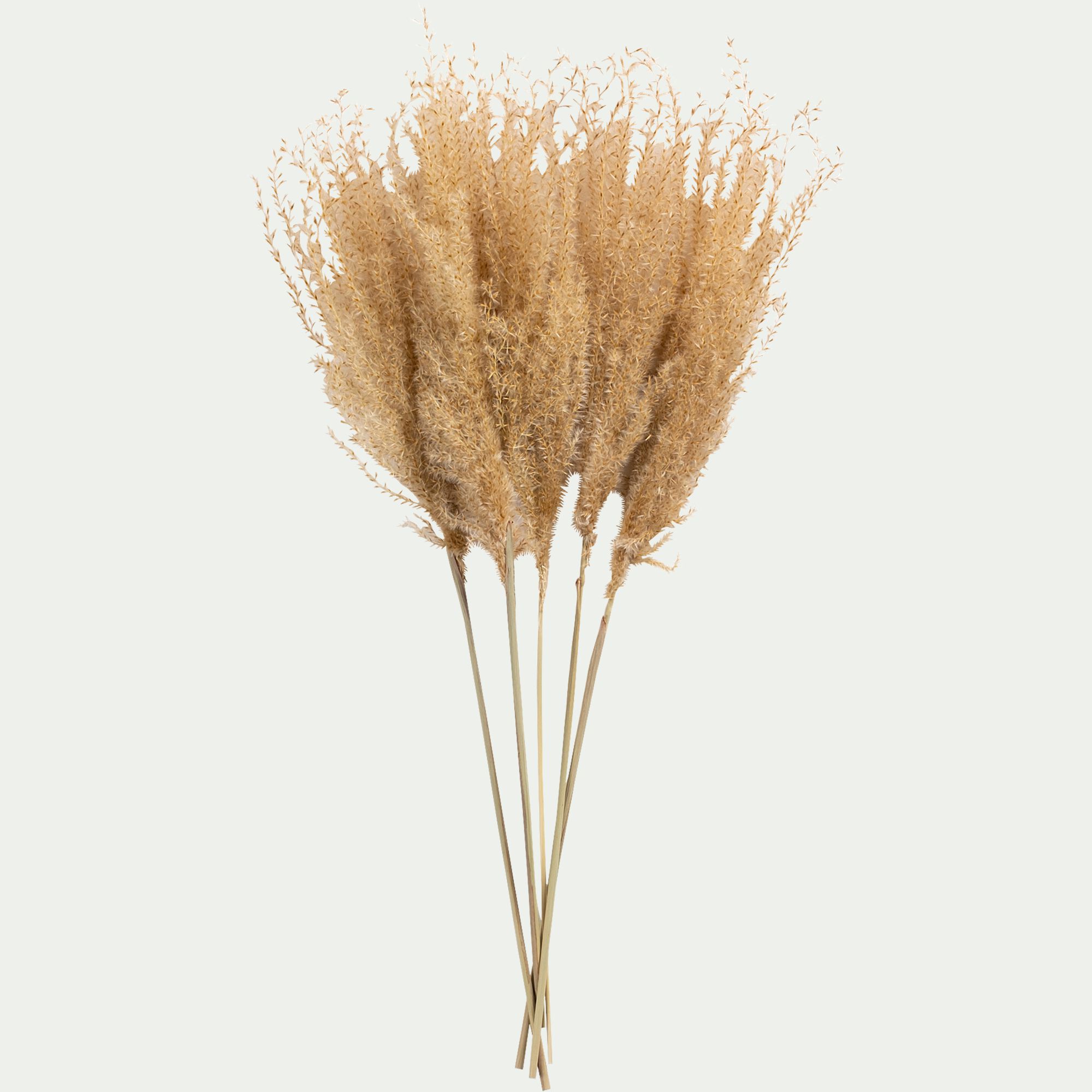 FLORALIE - Botte de roseau séchée H55cm - beige