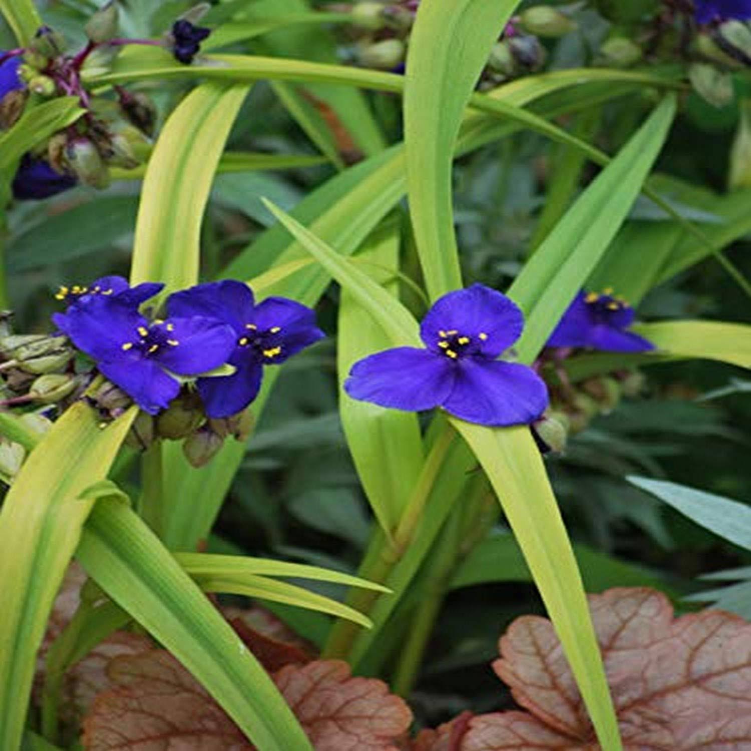 Perennial Farm Marketplace Tradescantia Andersoniana Sweet Kate (Spiderwort) Perennial, Size-#1 Container, Brilliant Gentian Blue Flowers