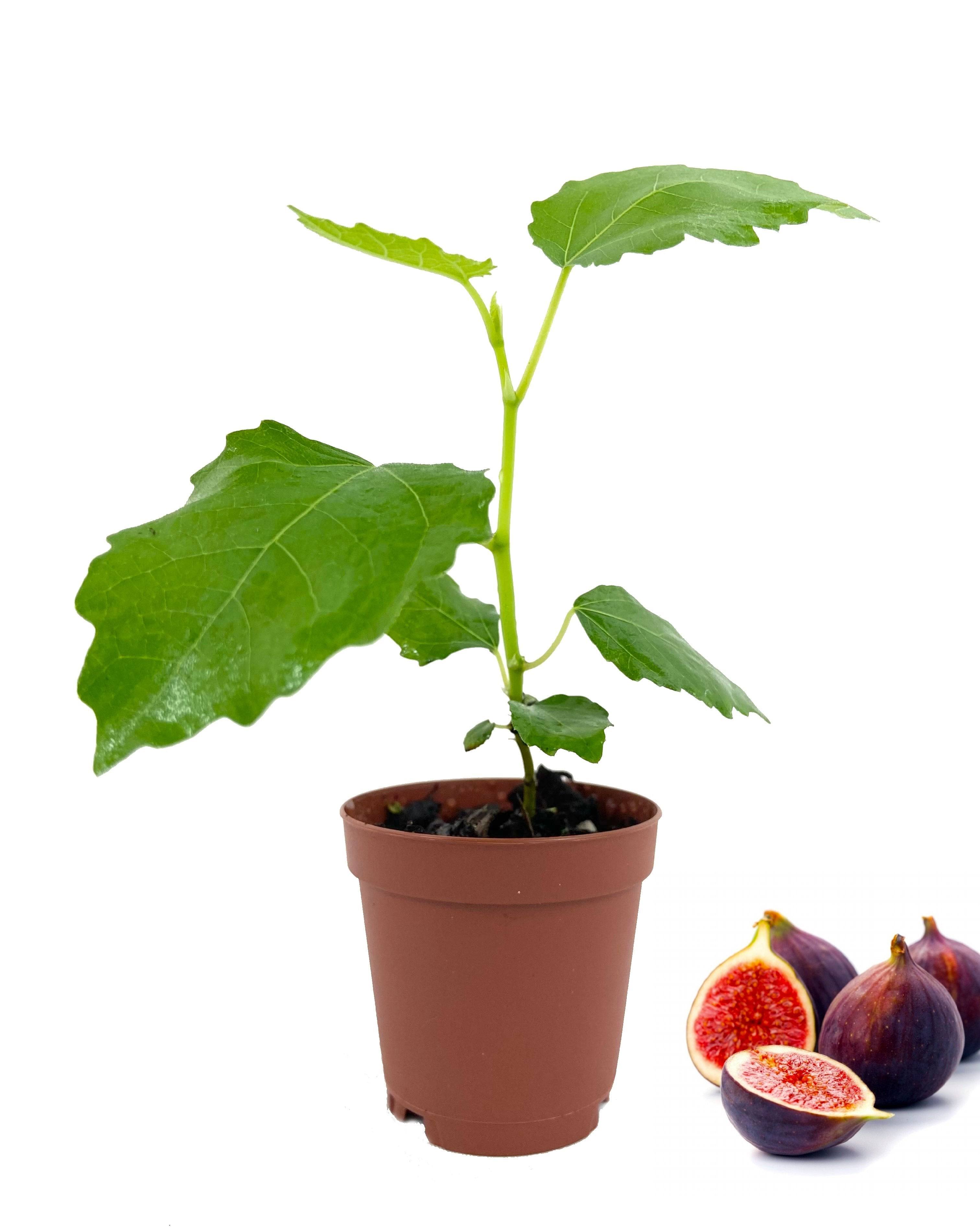 Fig Tree - Live Plant in A 2 inch Pot - Ficus Carica - Edible Fruit Tree for The Patio and Garden Kadota