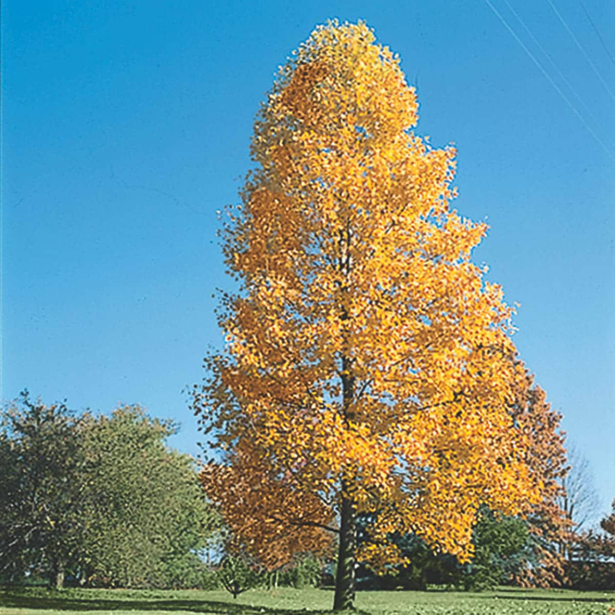 Spring Hill Nurseries Shade Tree Tulip Poplar Dormant Starter Bareroot | 80845