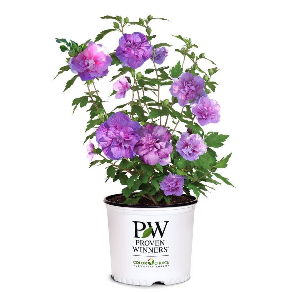 Proven Winners 2 gal. Lavender Chiffon Rose of Sharon (Hibiscus) Plant with Lavender Flowers
