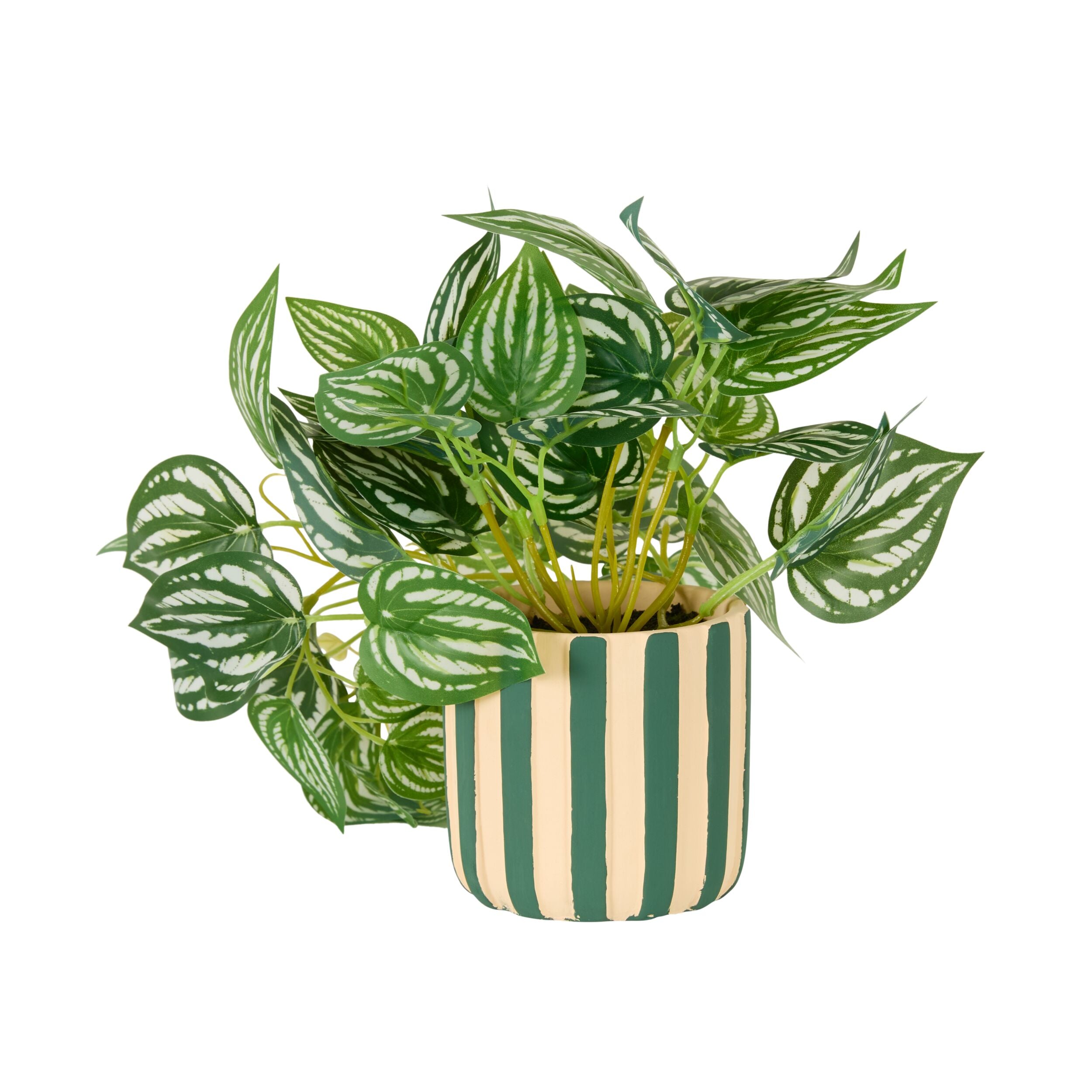 Folia Fittonia in Striped Ceramic Pot
