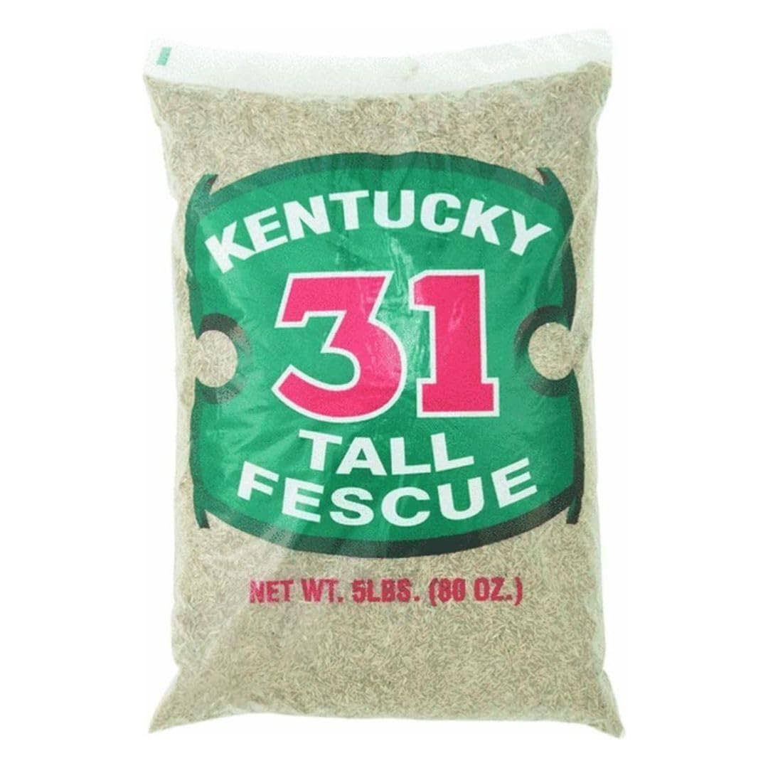 Barenbrug Kentucky 31 Tall Fescue Grass Seed 5 lbs
