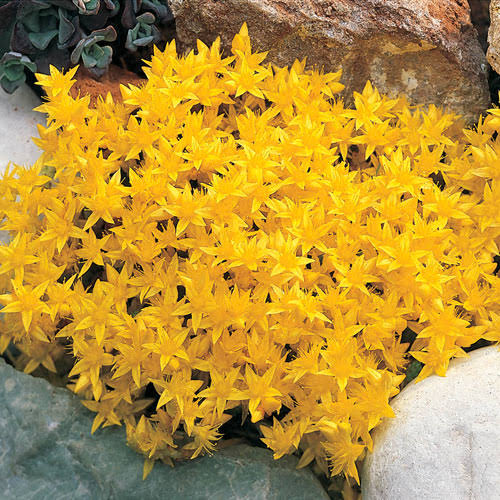 Improved Golden Creeping Sedum | Sedum Kamtschaticum | Zone 3-9 | Yellow | 4 - 6 Inches | Full Sun | Partial Shade