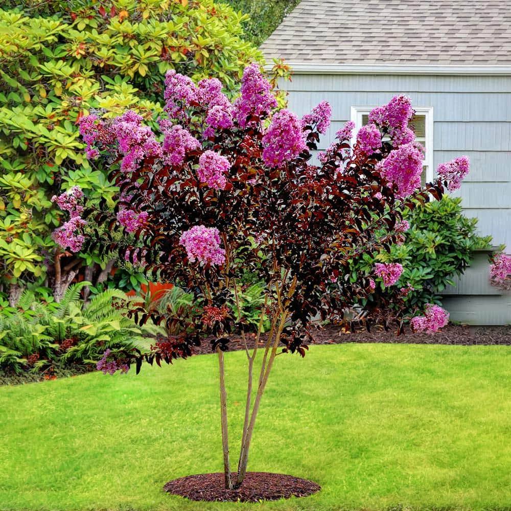 Black Diamond 1 gal. Lavender Lace Crape Myrtle Tree