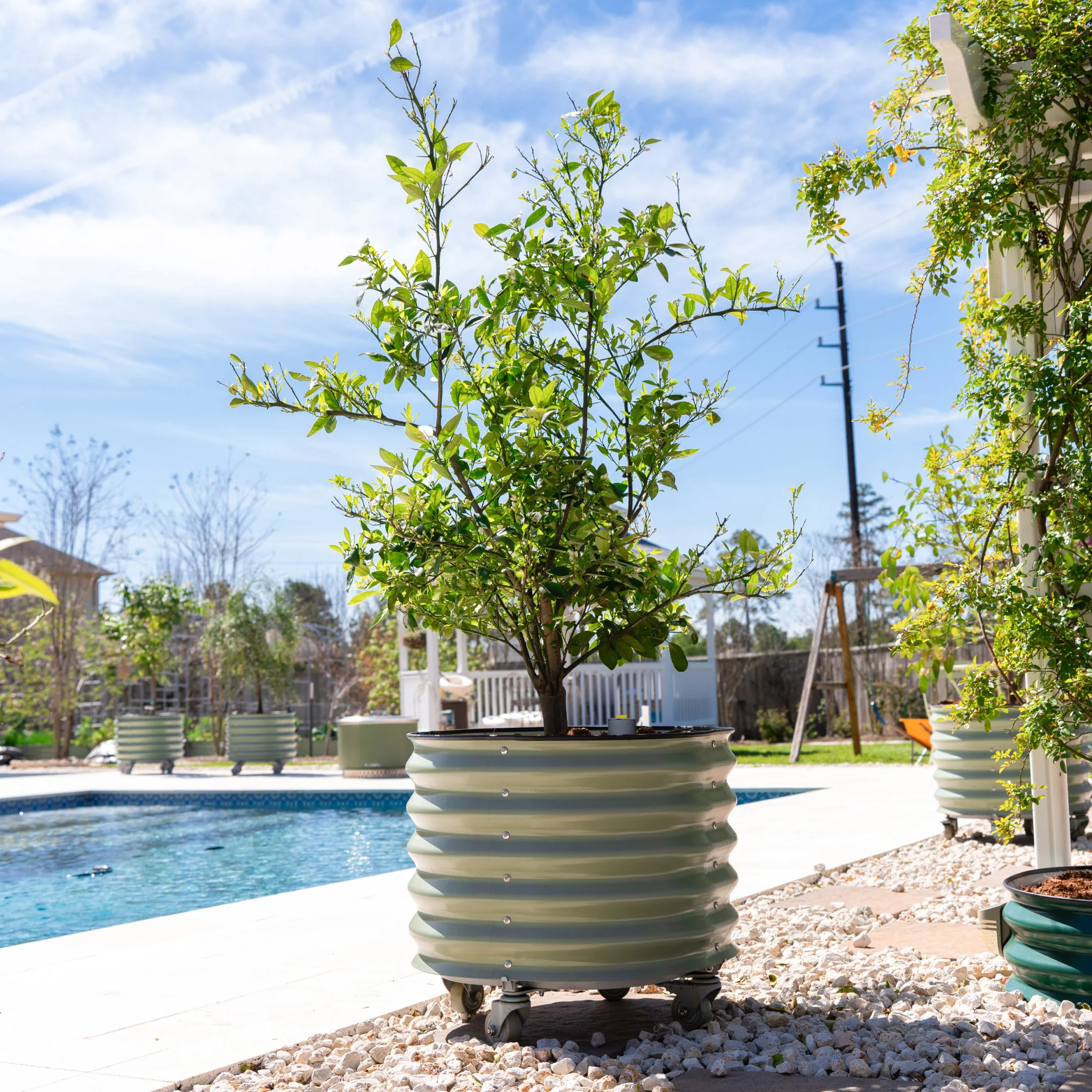 Vego Garden Self-Watering Rolling Citrus Tree Planter