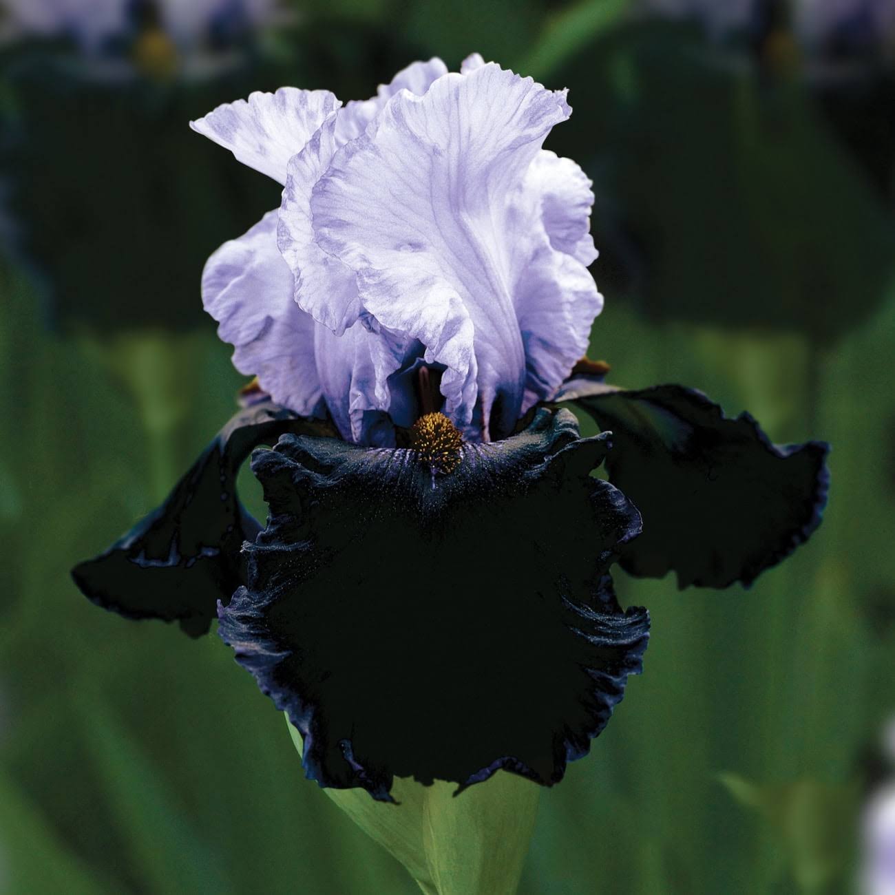 Van Zyverden Iris Bearded Dangerous Mood Dormant Bulb Full Sun Multi-Color, 738280
