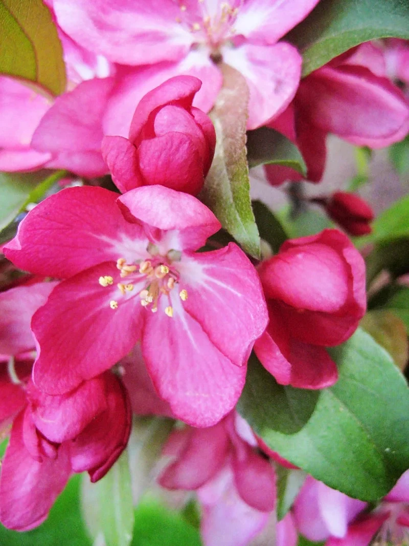 Expert Gardener 3-4 ft. tall Centurion Crabapple Live Tree in 7-Gallon Grower Pot