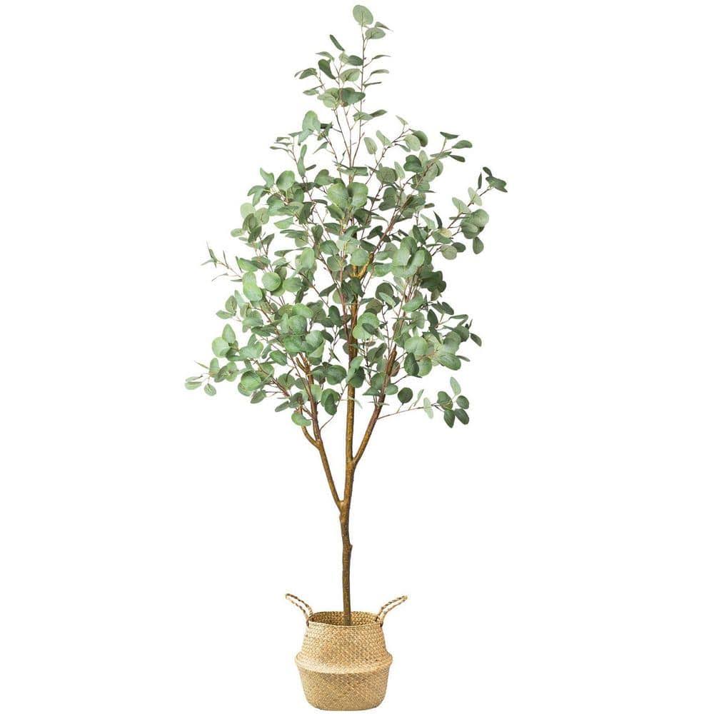71 in. Eucalyptus Plants Tree 5.9 ft. Tall
