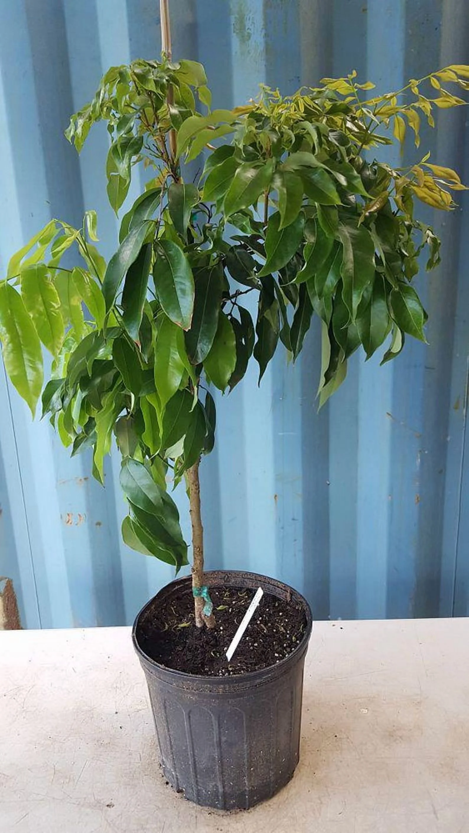Biew Kiew Longan Air Layered. 2 - 4 Feet Tall. Ship to ALL STATES