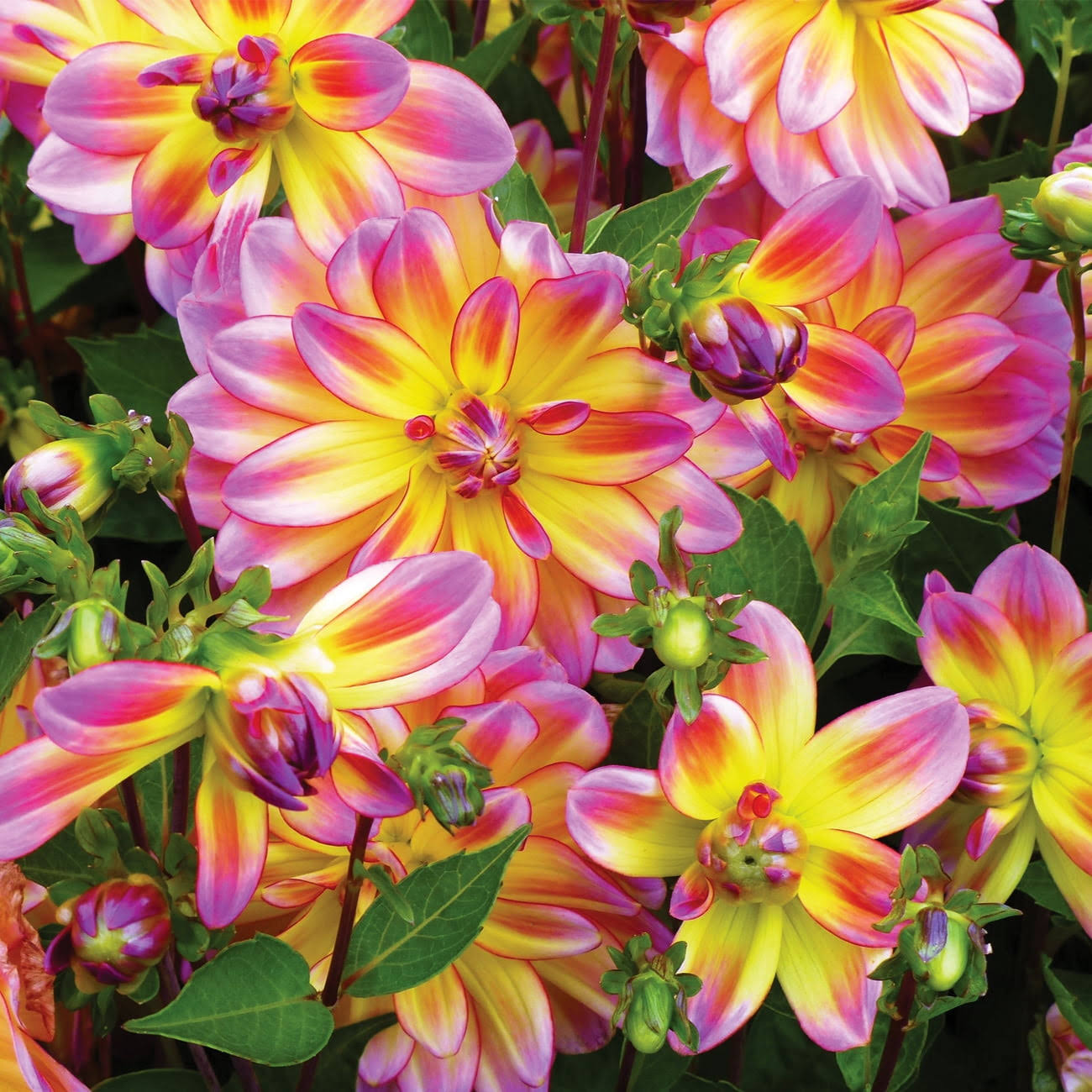 Van Zyverden Dahlia Pacific Ocean Dormant Bulb Full Sun, Multi-Color